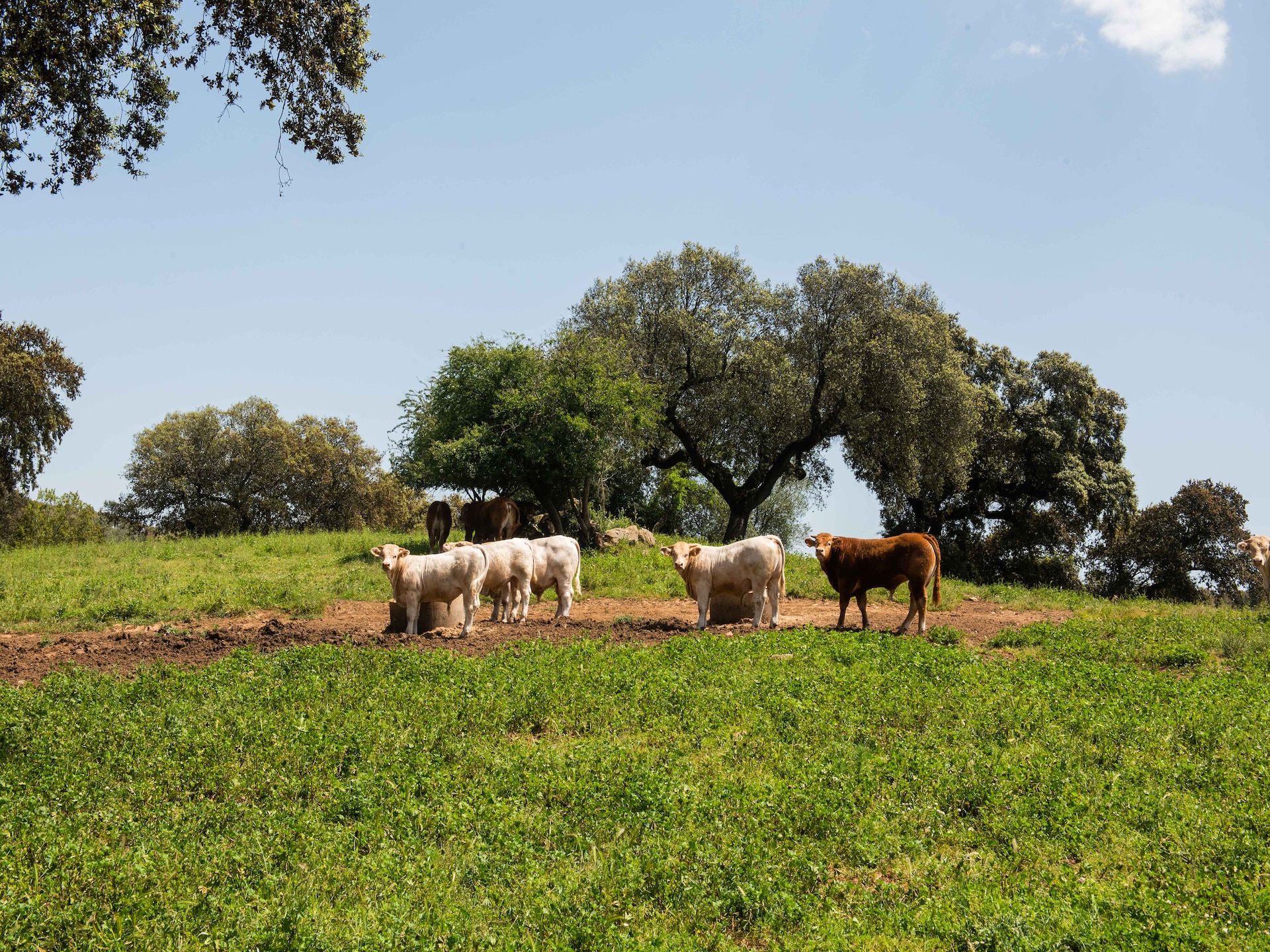 Casa do Forno de Pão: Luxe landhuis in de bossen van Alentejo - foto 36