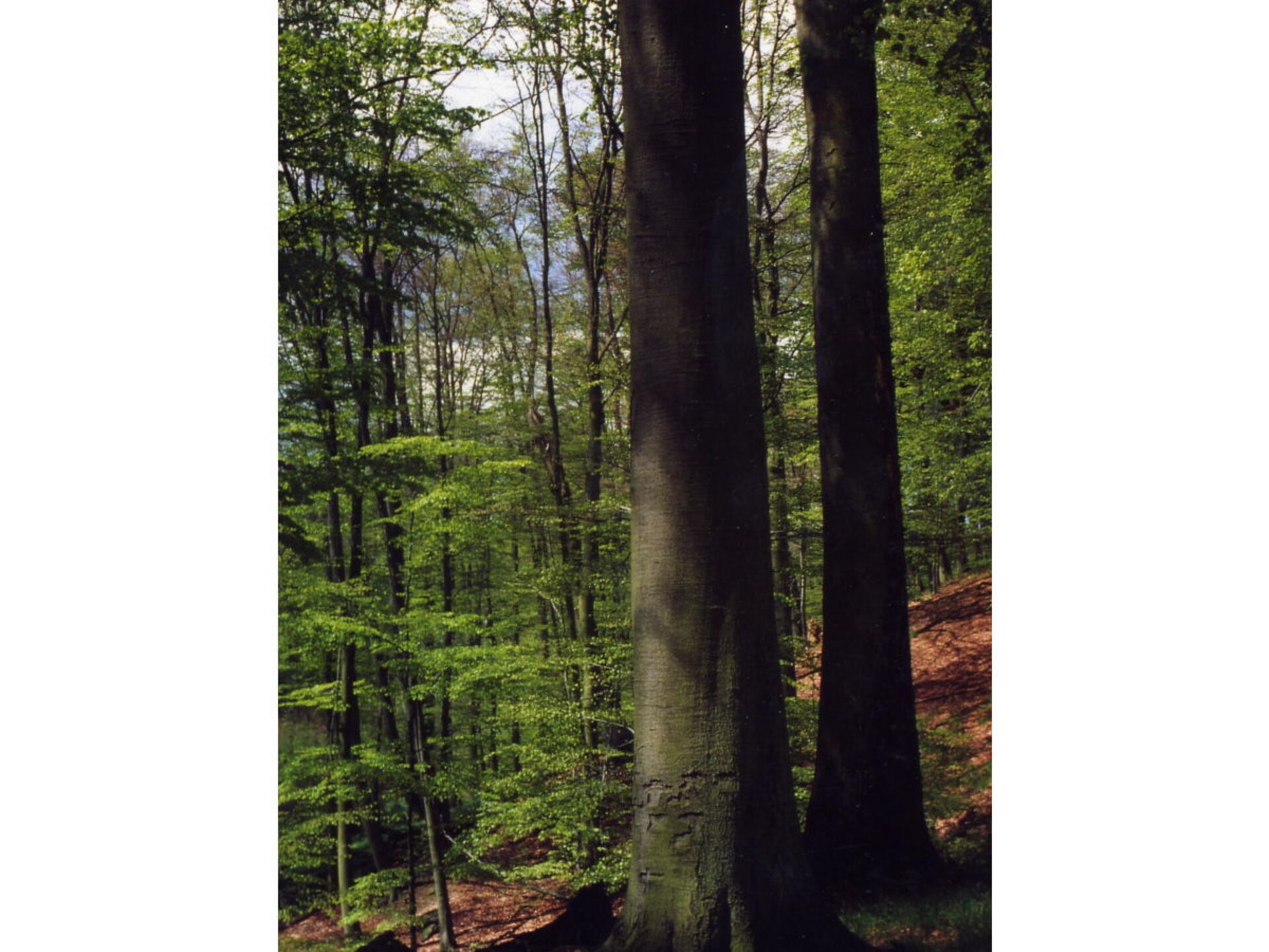 181453 - foto 16