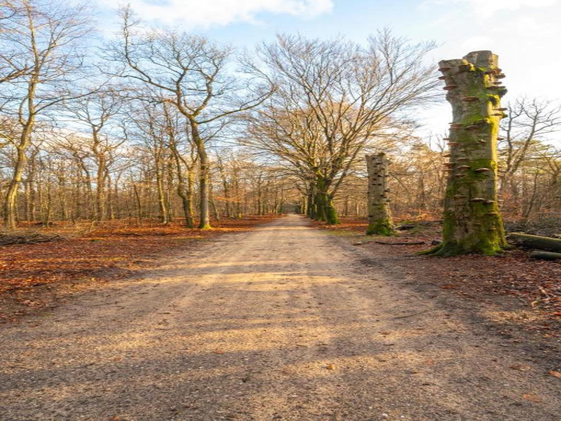 Vrijstaande bungalow voor 7 personen op de Veluwe met tuin en parkfaciliteiten - foto 39