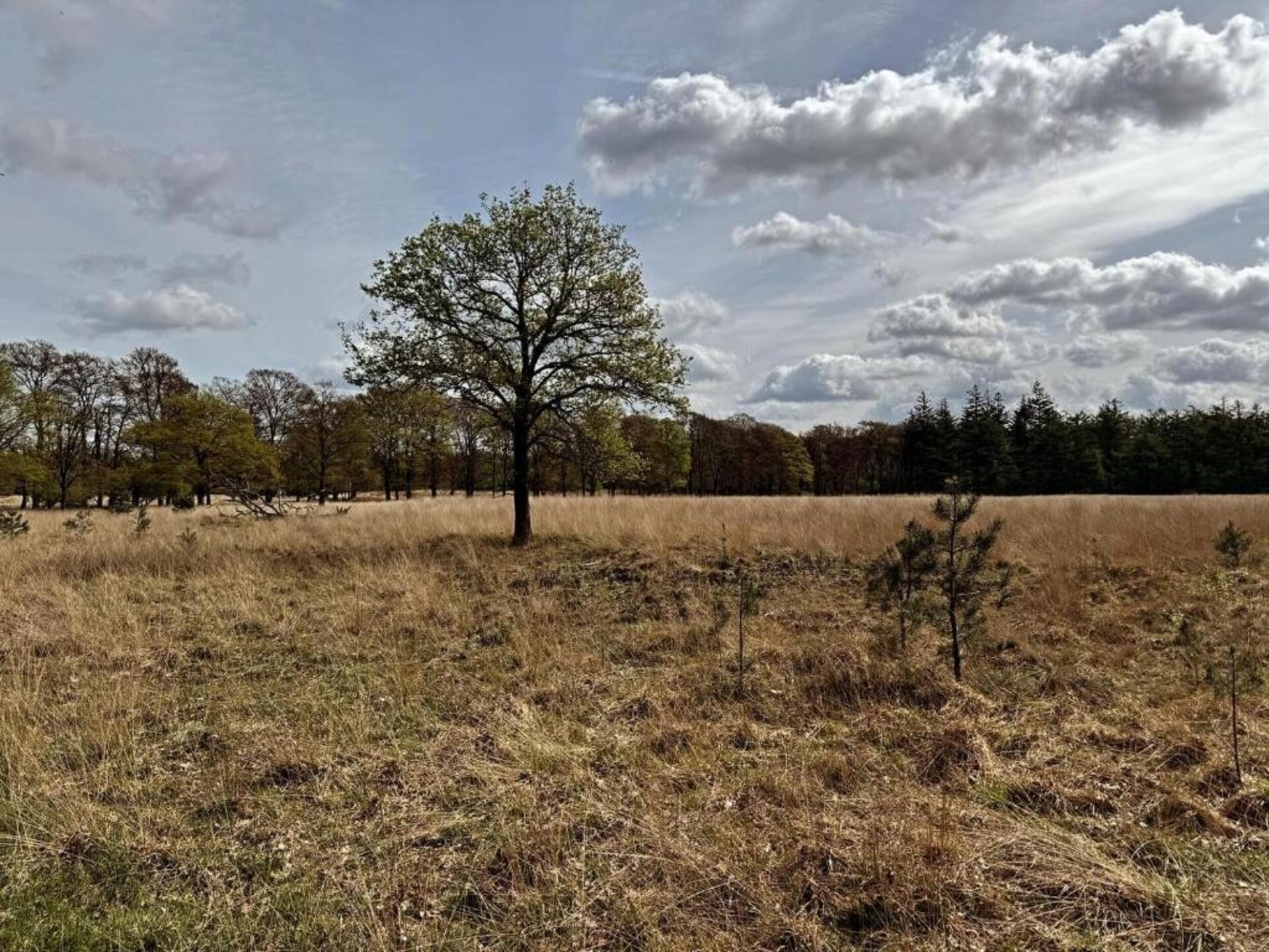 Vrijstaande bungalow voor 7 personen op de Veluwe met tuin en parkfaciliteiten - foto 32