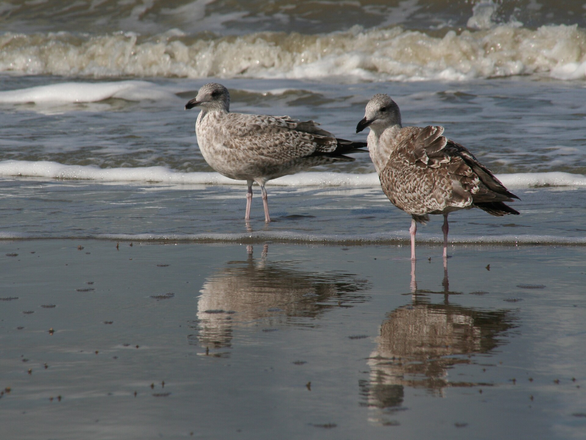 Kindvriendelijk vakantiehuis nabij strand en bos in De Haan - foto 33