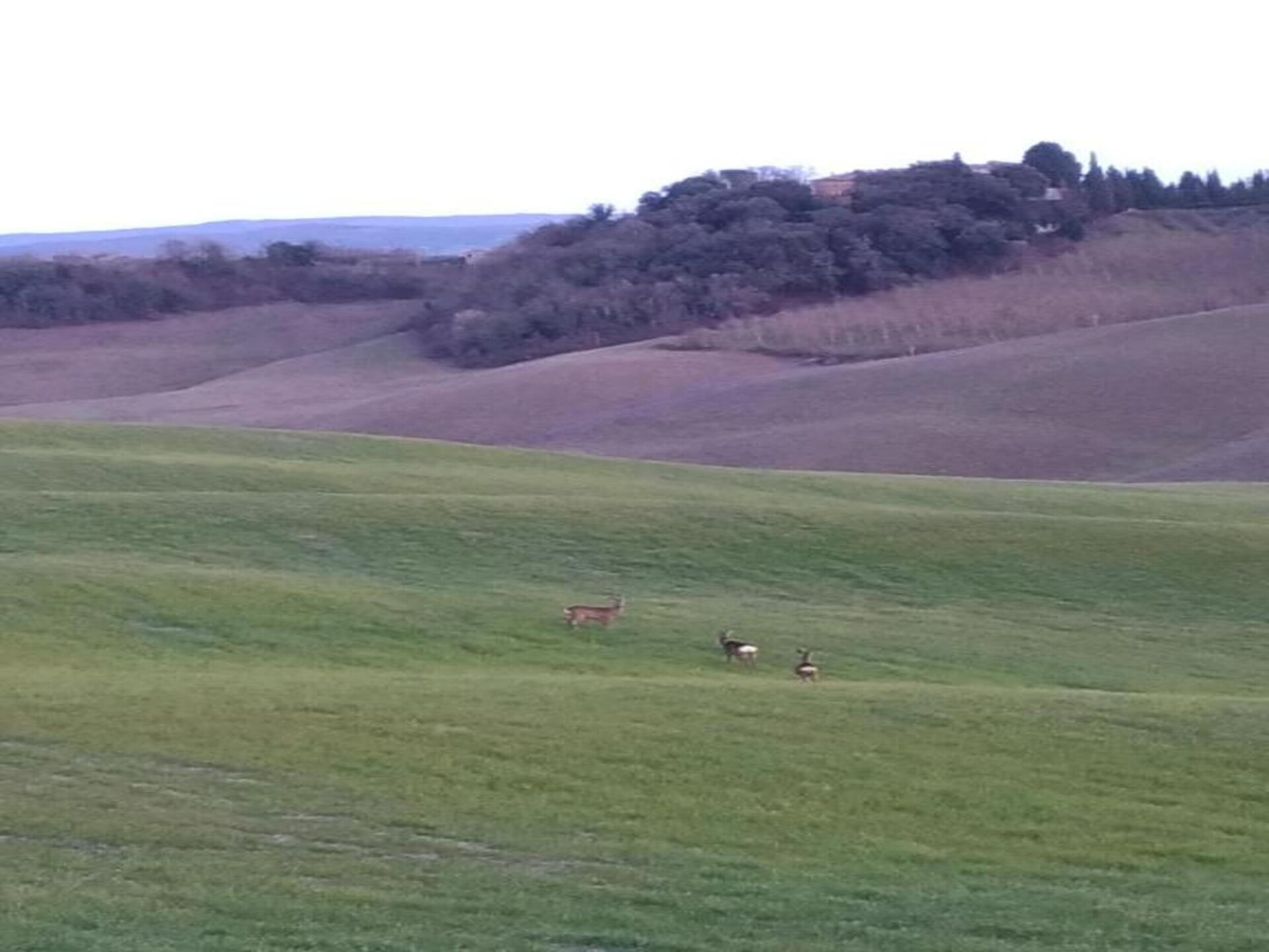 Stalla Rossa: Rustieke boerderij met zwembad in de Toscaanse heuvels - foto 32