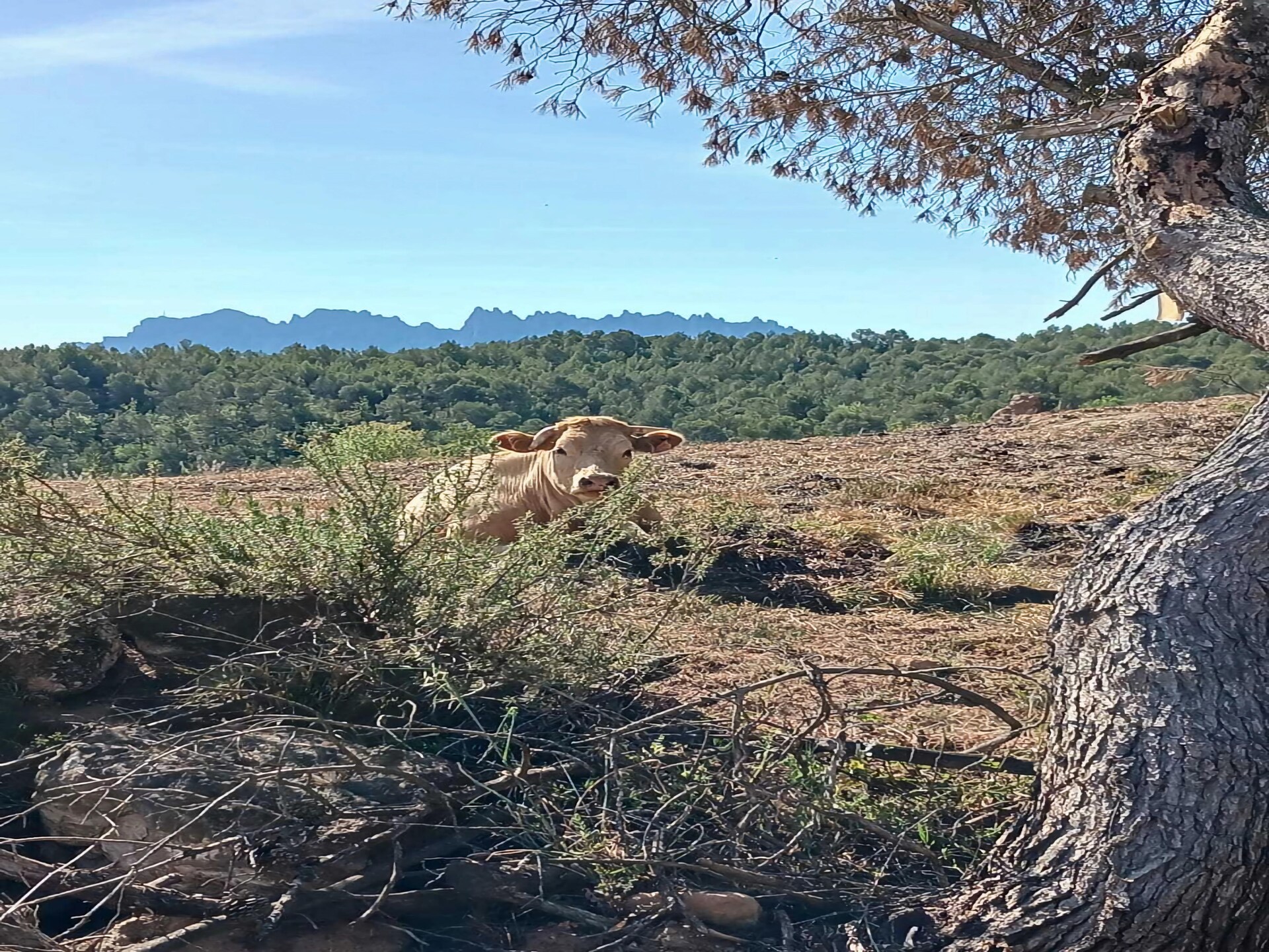 Authentiek landhuis op 300m van meer, Montserrat regio - foto 22