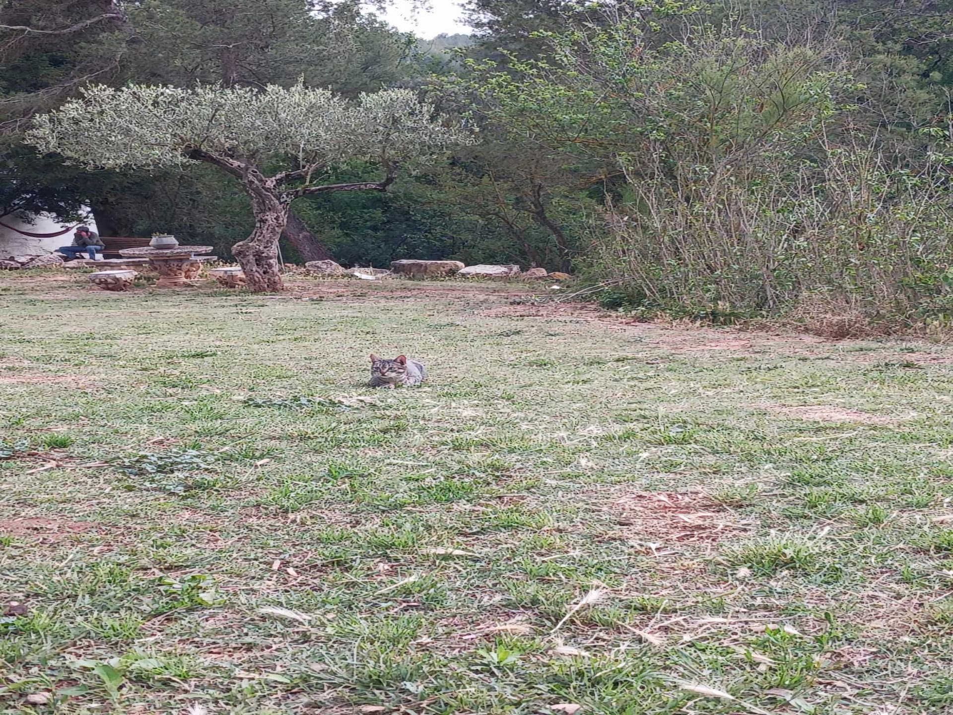 5-persoons landhuis in Sant Salvador de Guardiola nabij het meer - foto 16
