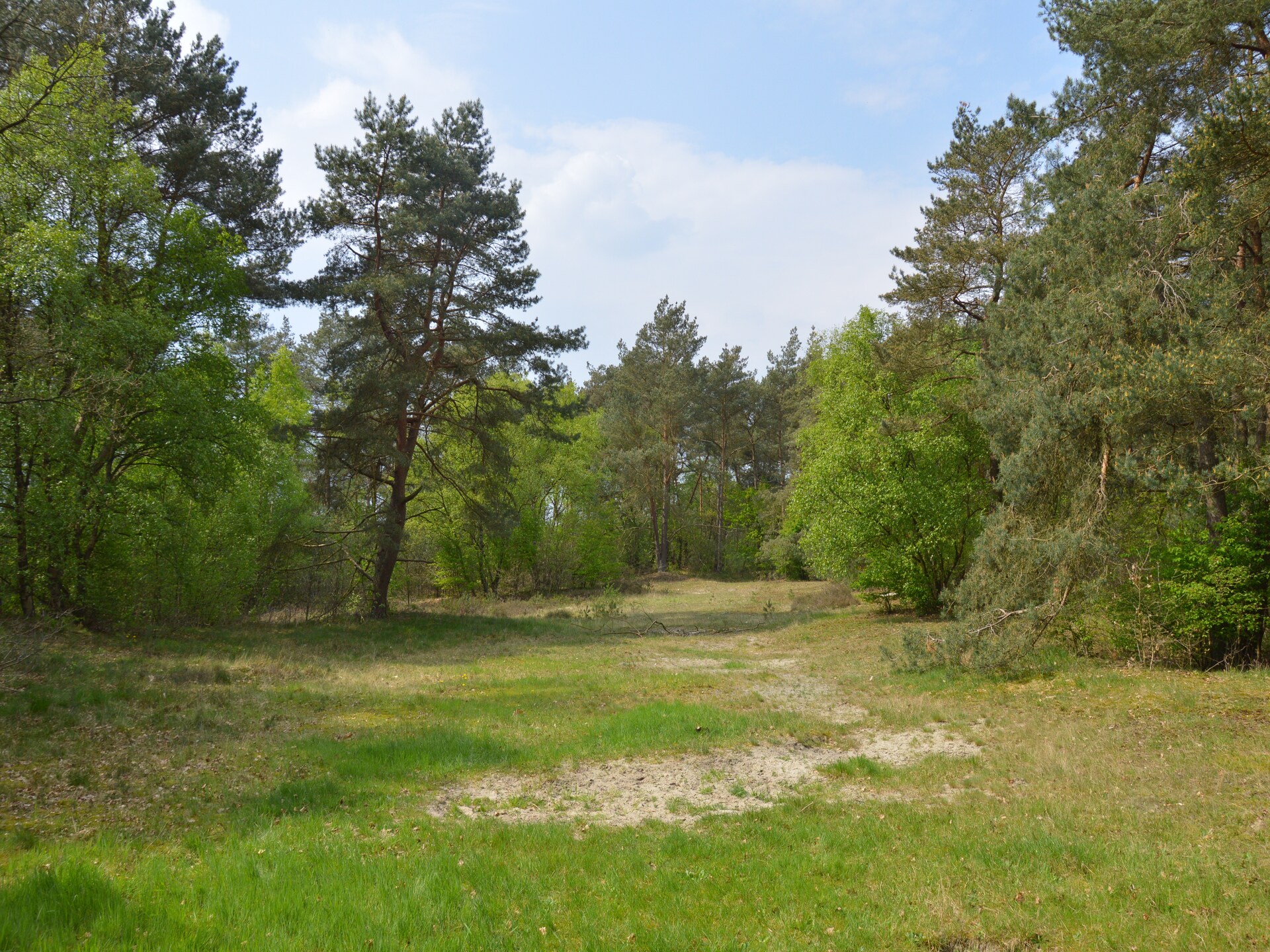 Dapama: Vrijstaand rietgedekt huis in het bos van Beerze voor 6 personen - foto 40