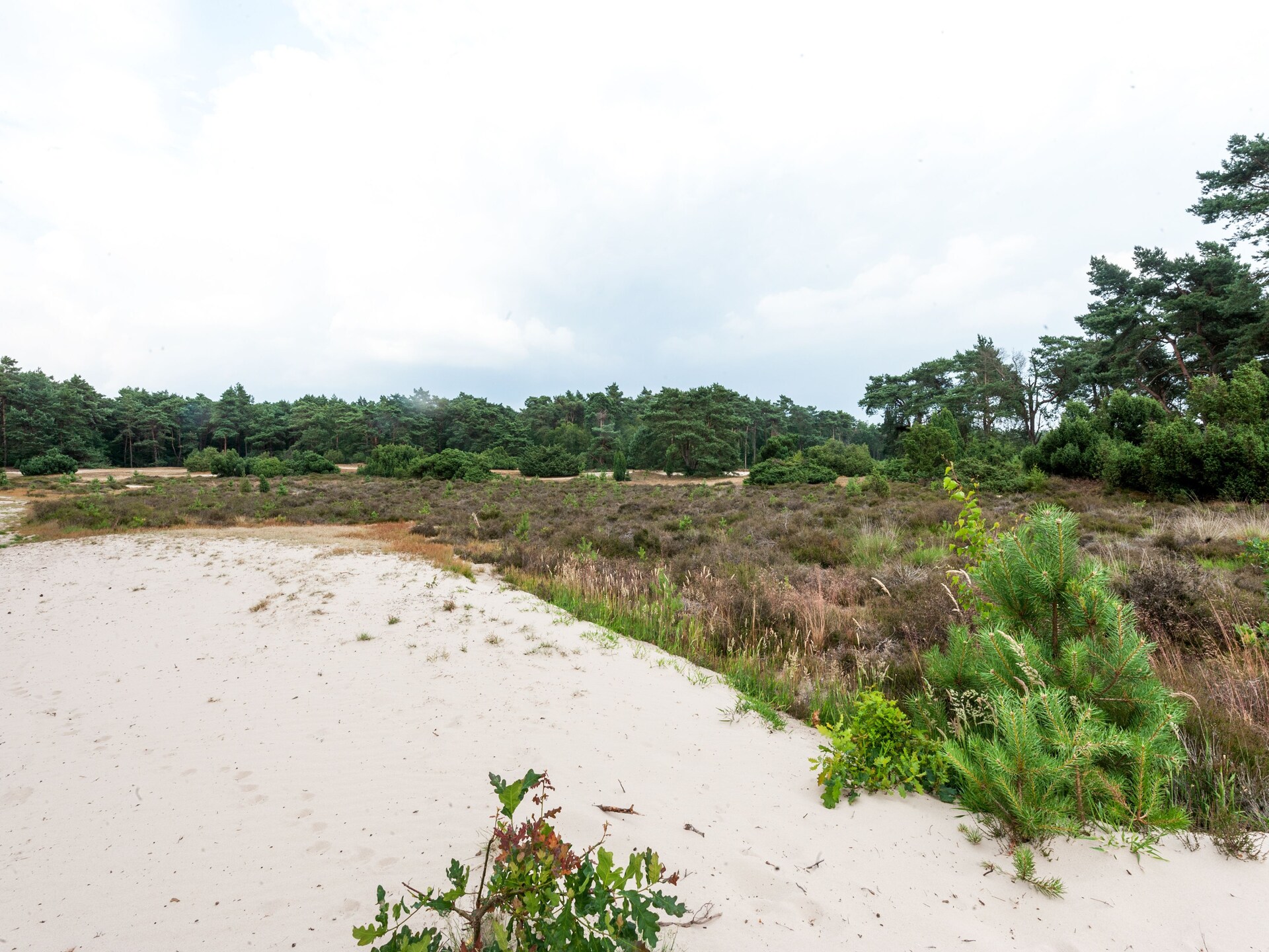 Dapama: Vrijstaand rietgedekt huis in het bos van Beerze voor 6 personen - foto 38