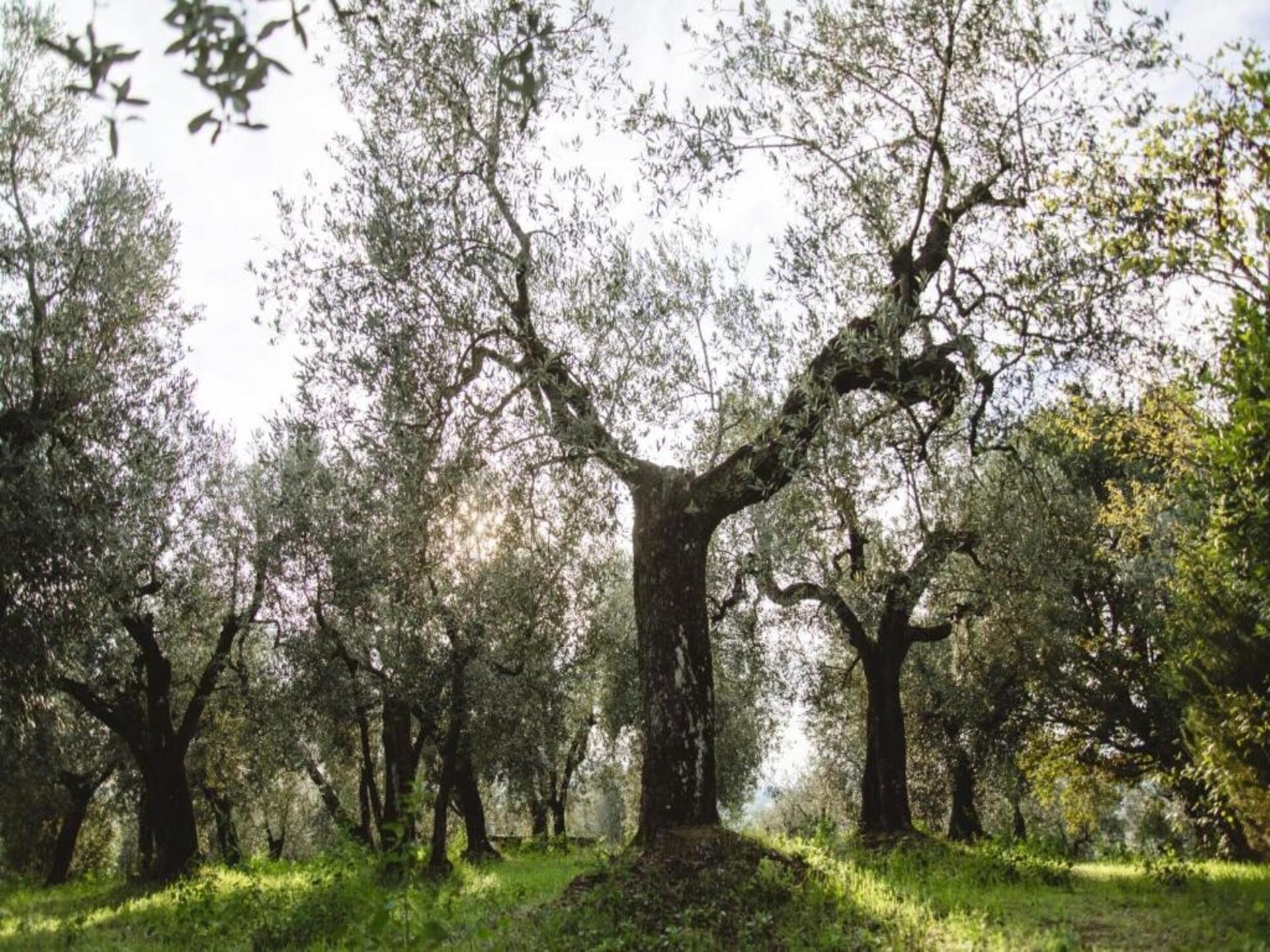 Da Vinci Uno: Authentieke Toscaanse boerderij aan de rand van het bos in Vinci - foto 29