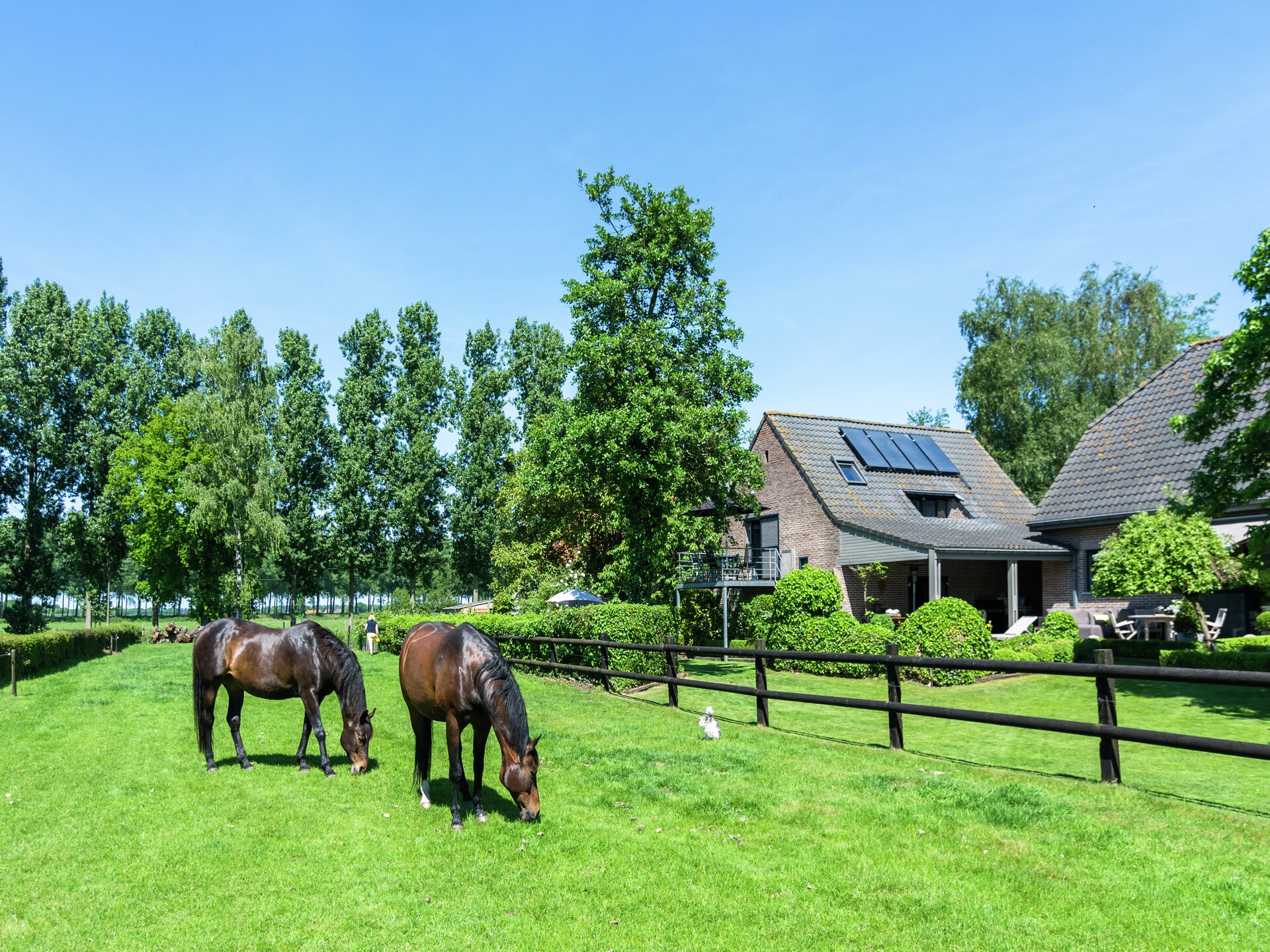 Landelijk appartement met uitzicht op paarden en schapen nabij Brugge - foto 6