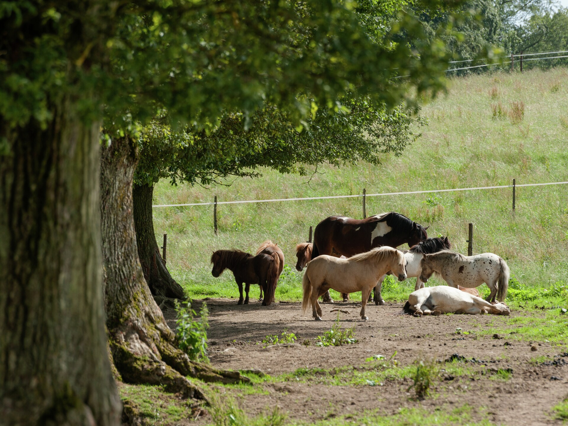 8-persoons vakantiehuis met haard en tuin in Cetturu - foto 30