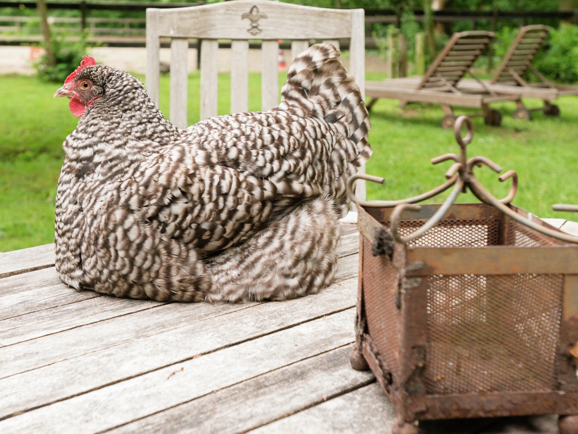 De Eekhorst: luxe woonboerderij met sauna en hottub in het Reestdal - foto 34