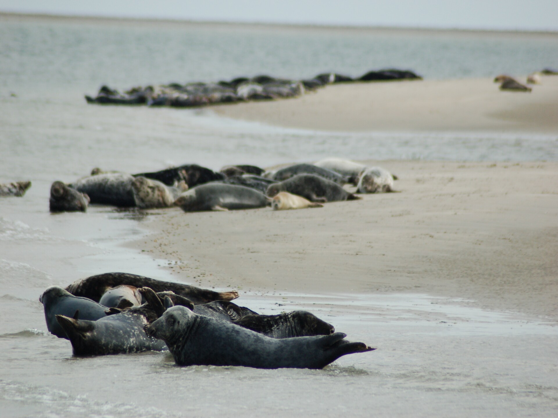Landelijk vakantiehuis op Kustpark Texel, vlakbij strand en De Koog - foto 18