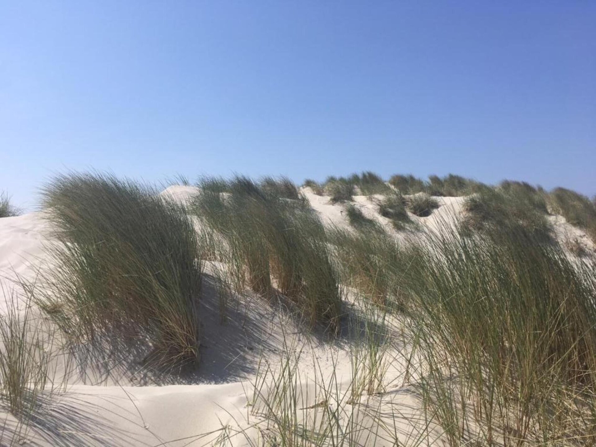 Skries: Vrijstaand vakantiehuis in duingebied Ameland, 1 km van zee - foto 30