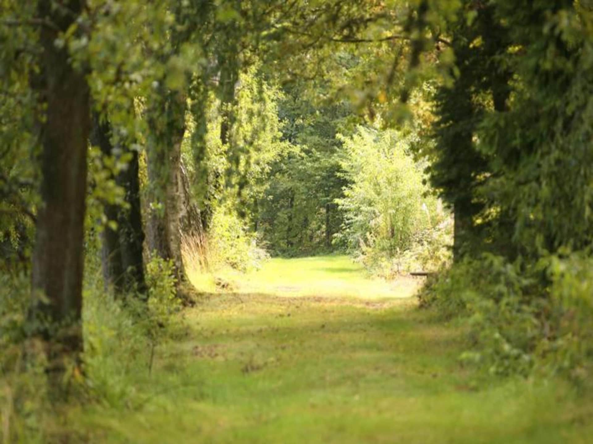 6-persoons landhuis met open haard in Bruly de Pesche - foto 34