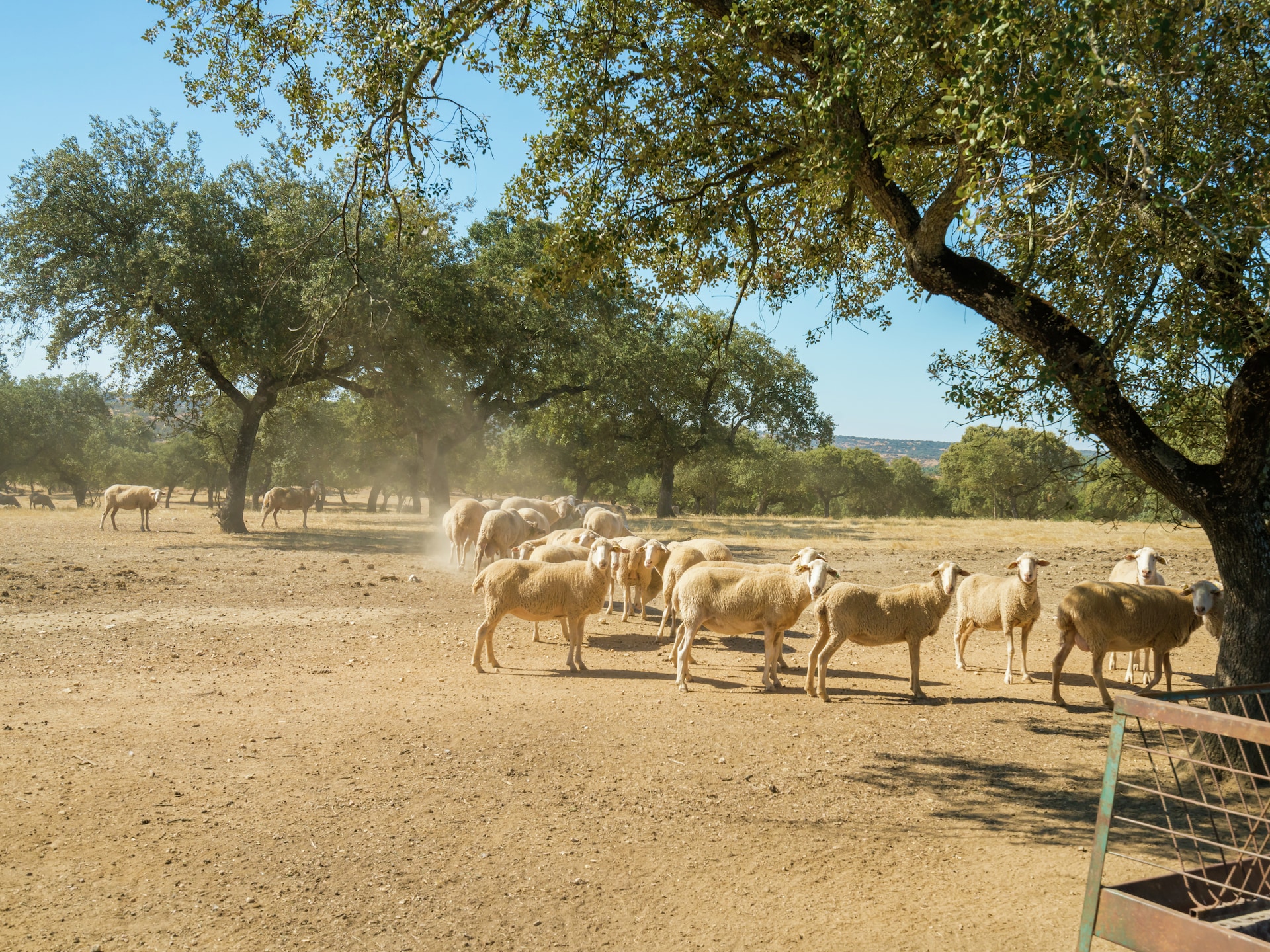 Vrijstaand vakantiehuis Malvazul nabij bos en meer in Extremadura - foto 26