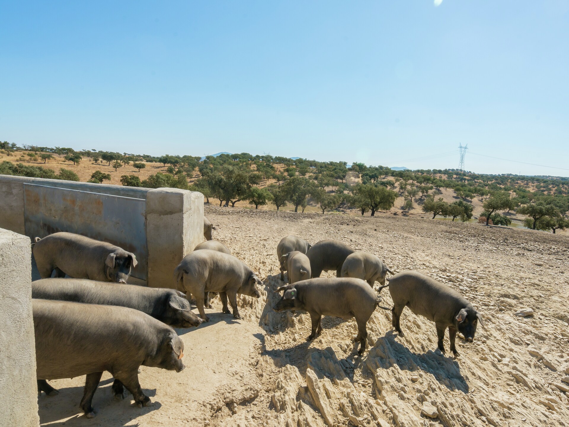 Vrijstaand vakantiehuis Malvazul nabij bos en meer in Extremadura - foto 39
