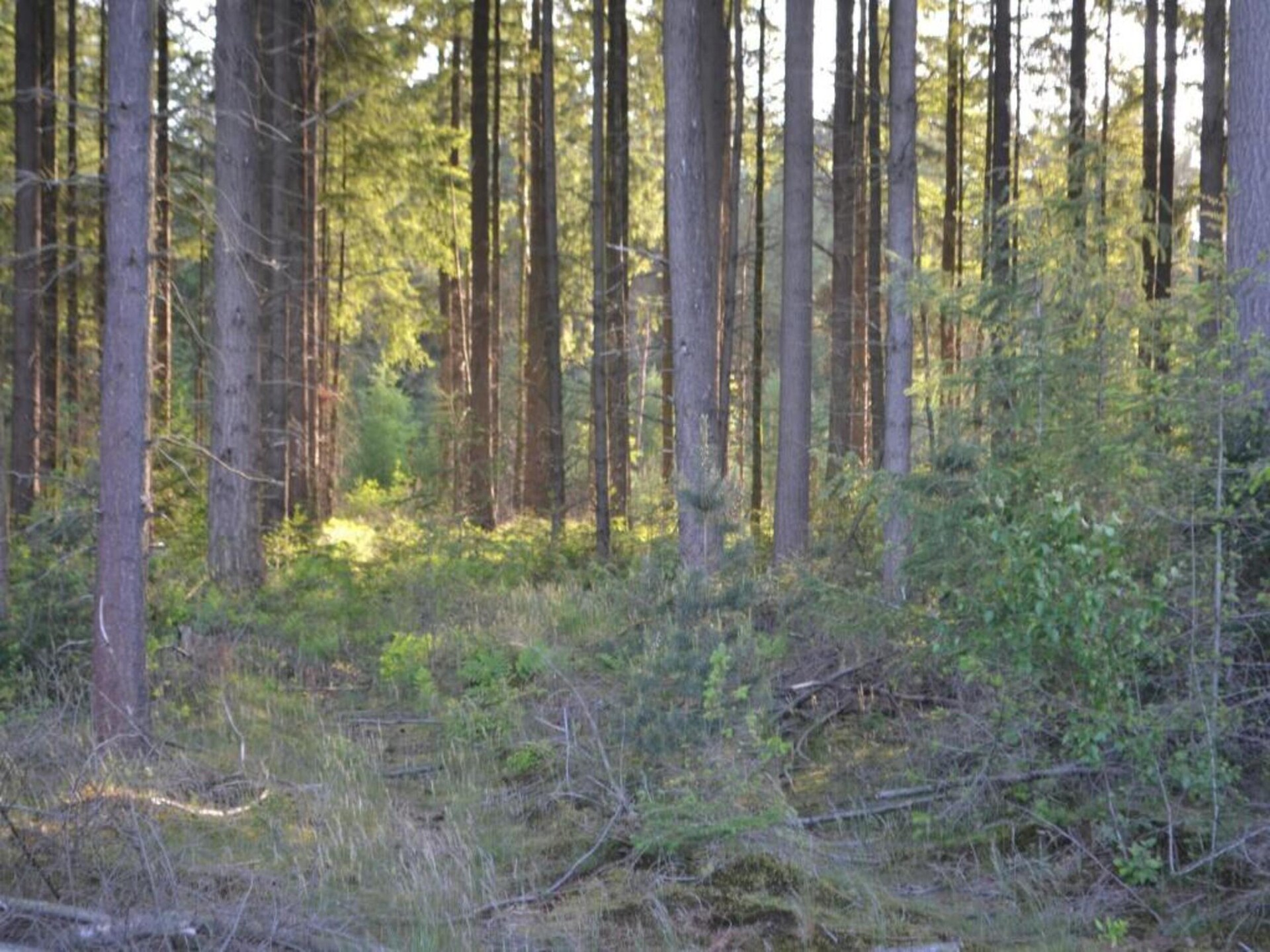 Vrijstaand chalet met privétuin op Bospark Lunsbergen in Borger - foto 37