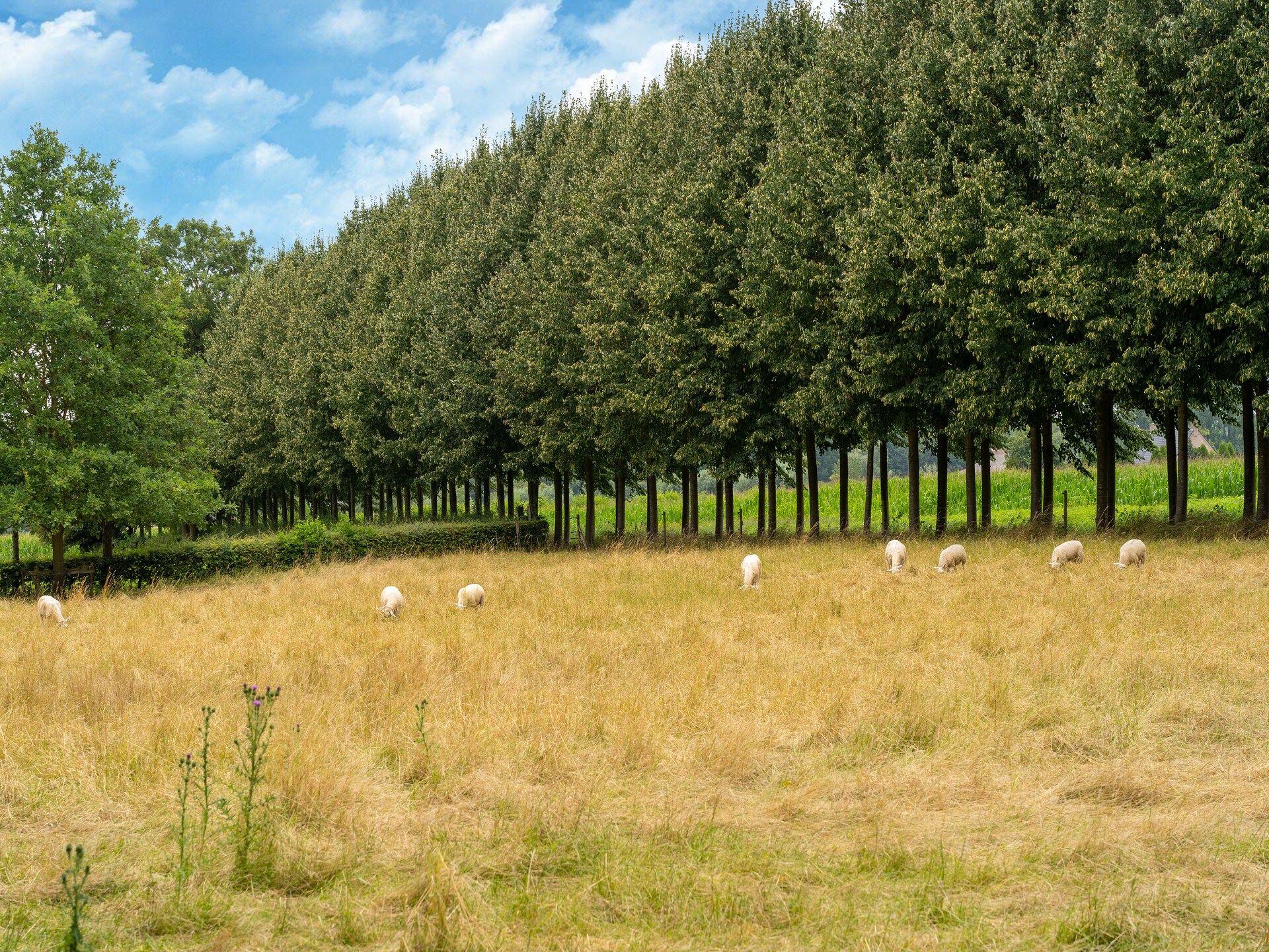 Koetshuis 't Geyn – Sfeervol logeren op historisch landgoed in de Betuwe - foto 36