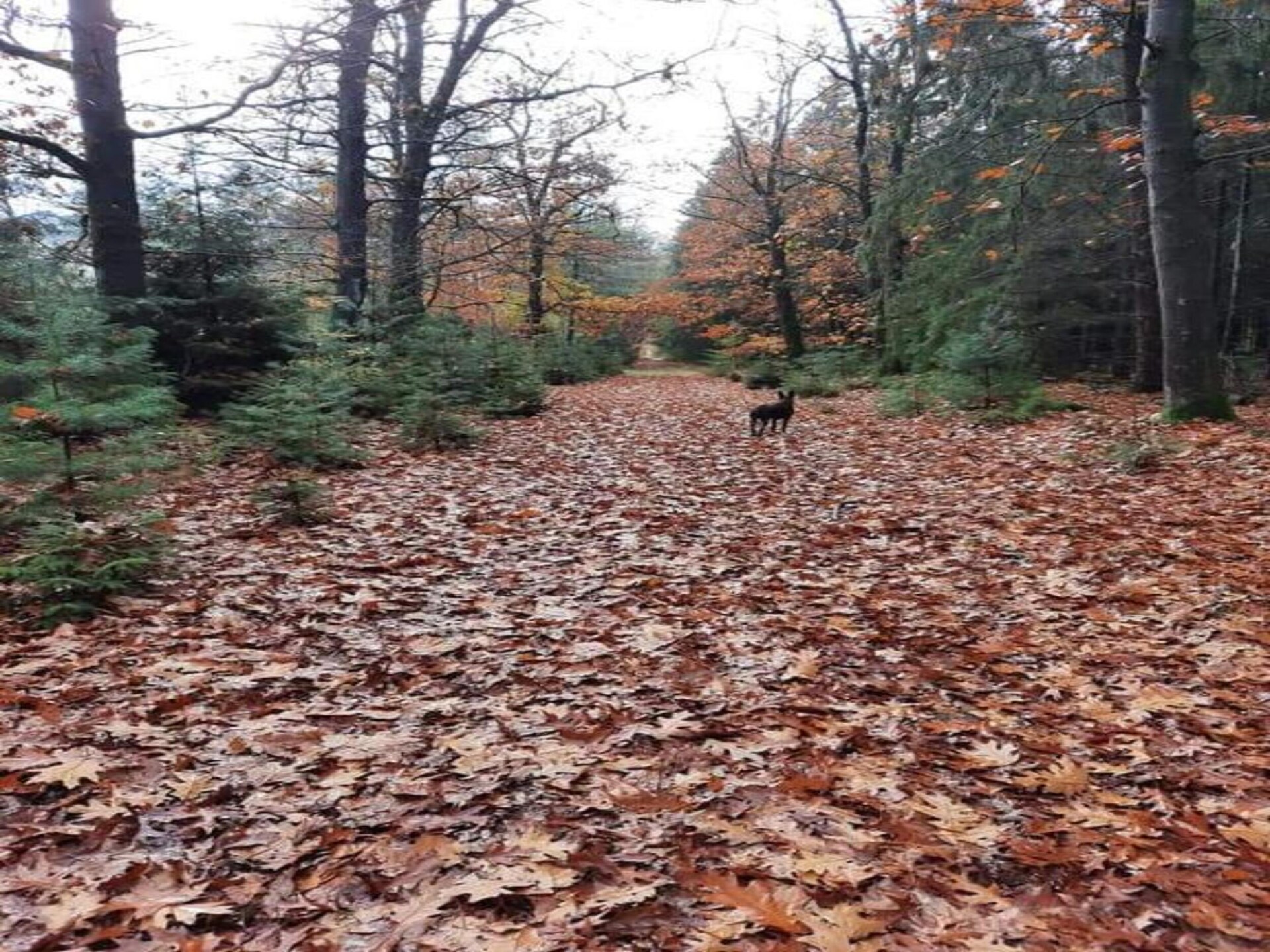 Knus chalet op Bospark Lunsbergen: wandelen, hunebedden en rust in Drenthe - foto 24