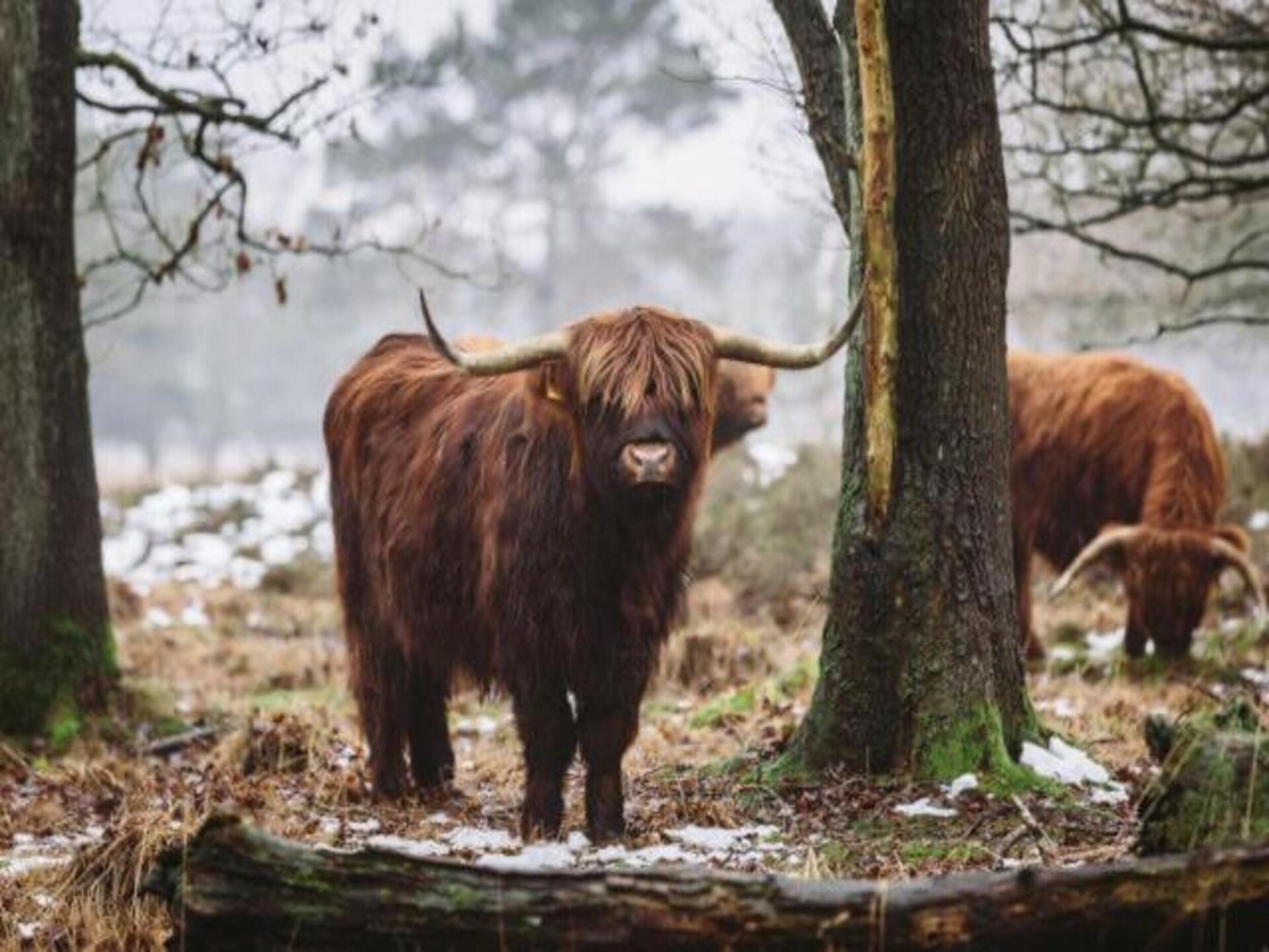 Knus chalet op Bospark Lunsbergen: wandelen, hunebedden en rust in Drenthe - foto 26