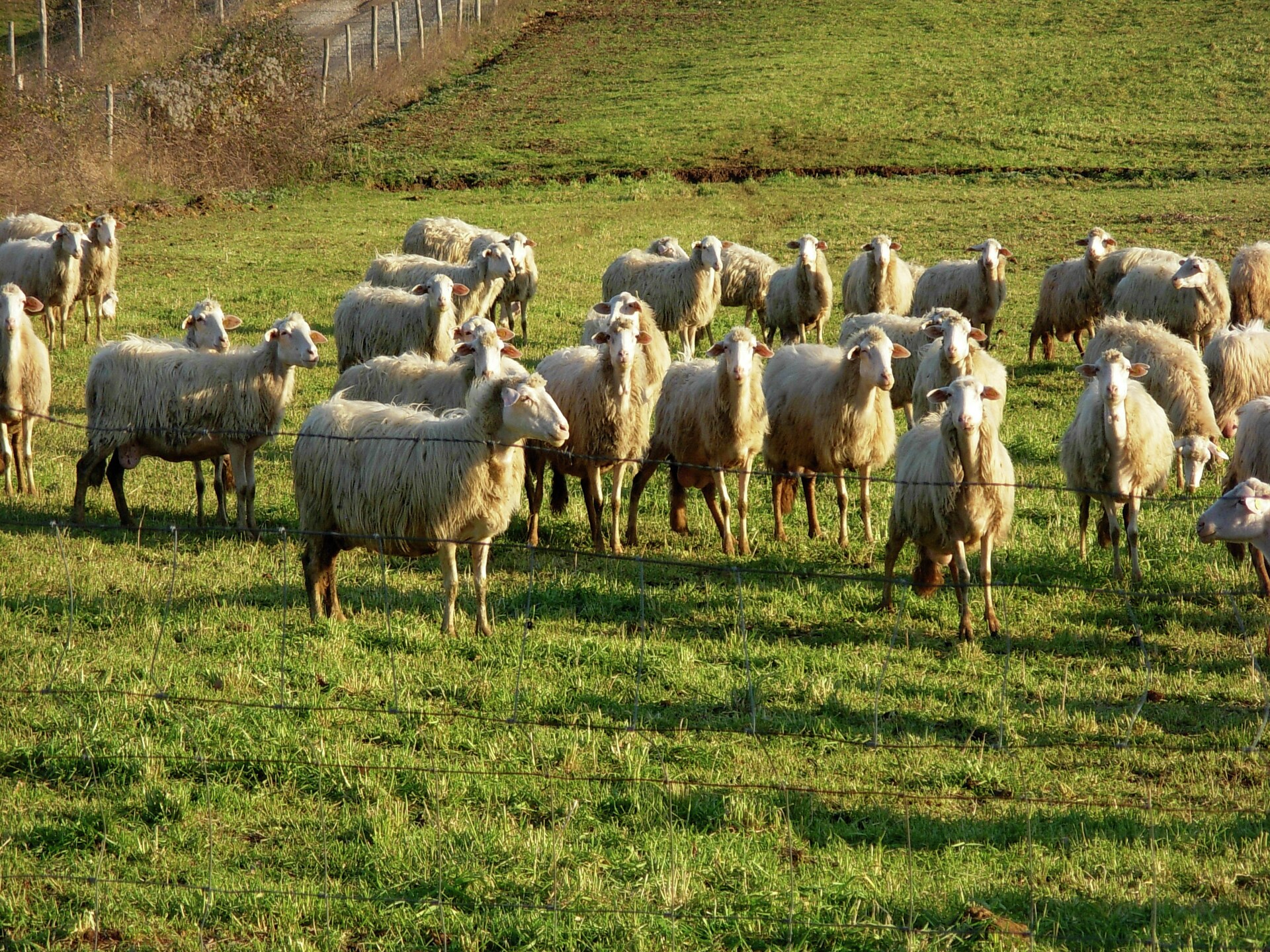 Sfeervolle boerderij in Sorano met zwembad en terras - foto 39