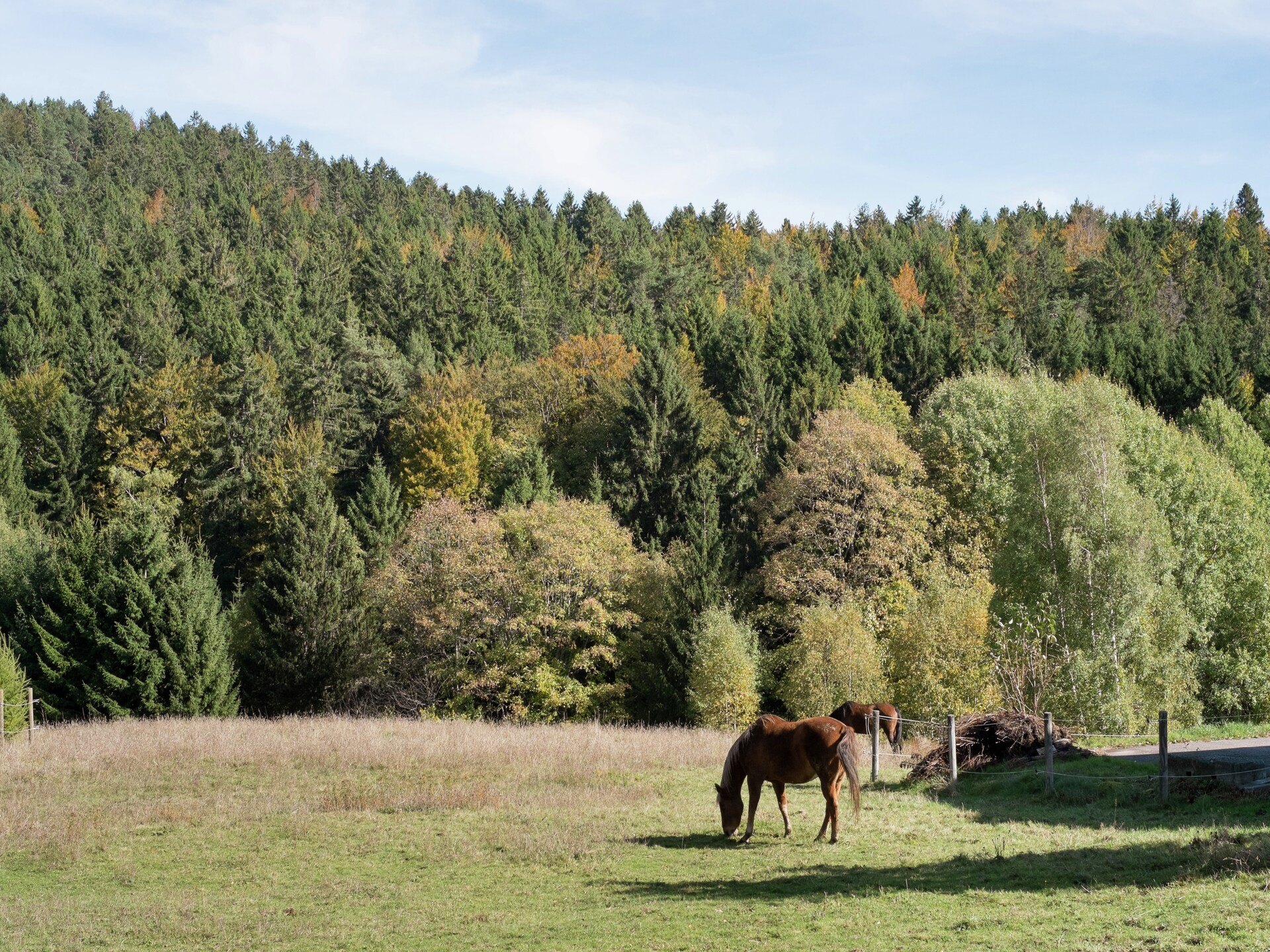 Licht appartement in voormalig boswachtershuis op 900m hoogte in Dachsberg - foto 33