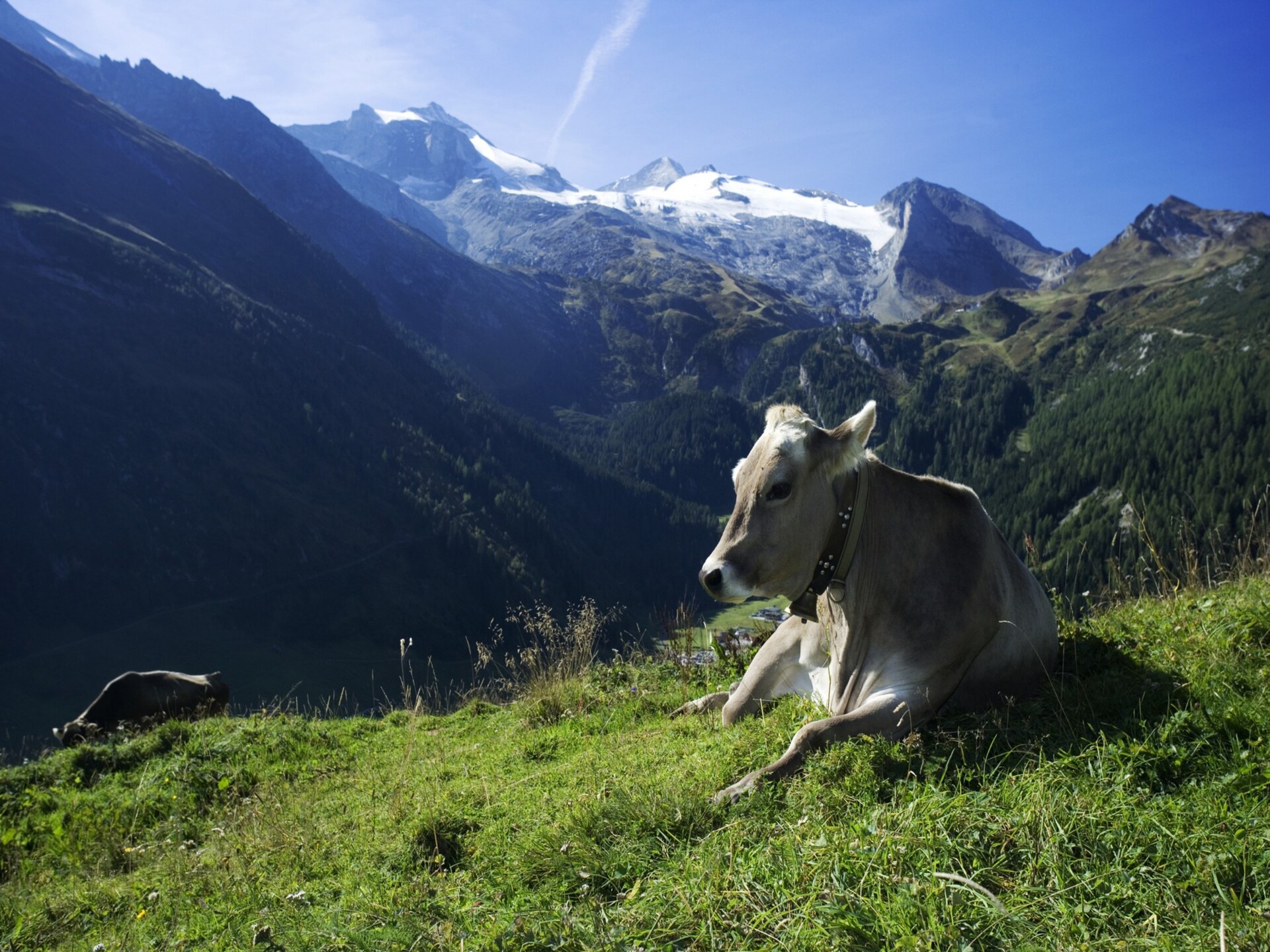Modern chalet voor 7 personen in de bossen van Aschau im Zillertal - foto 25