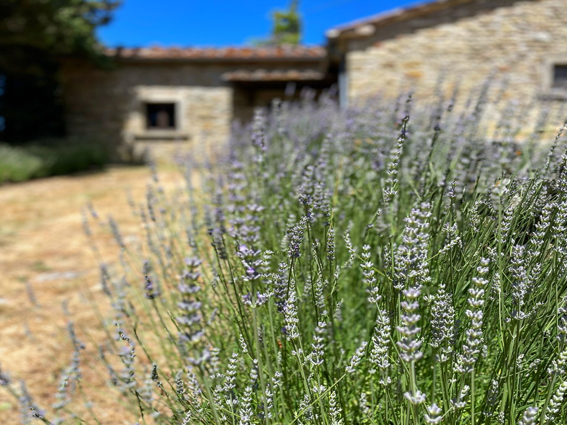 Vrijstaand Toscaans landhuis in de bossen bij Anghiari voor 6 personen - foto 40
