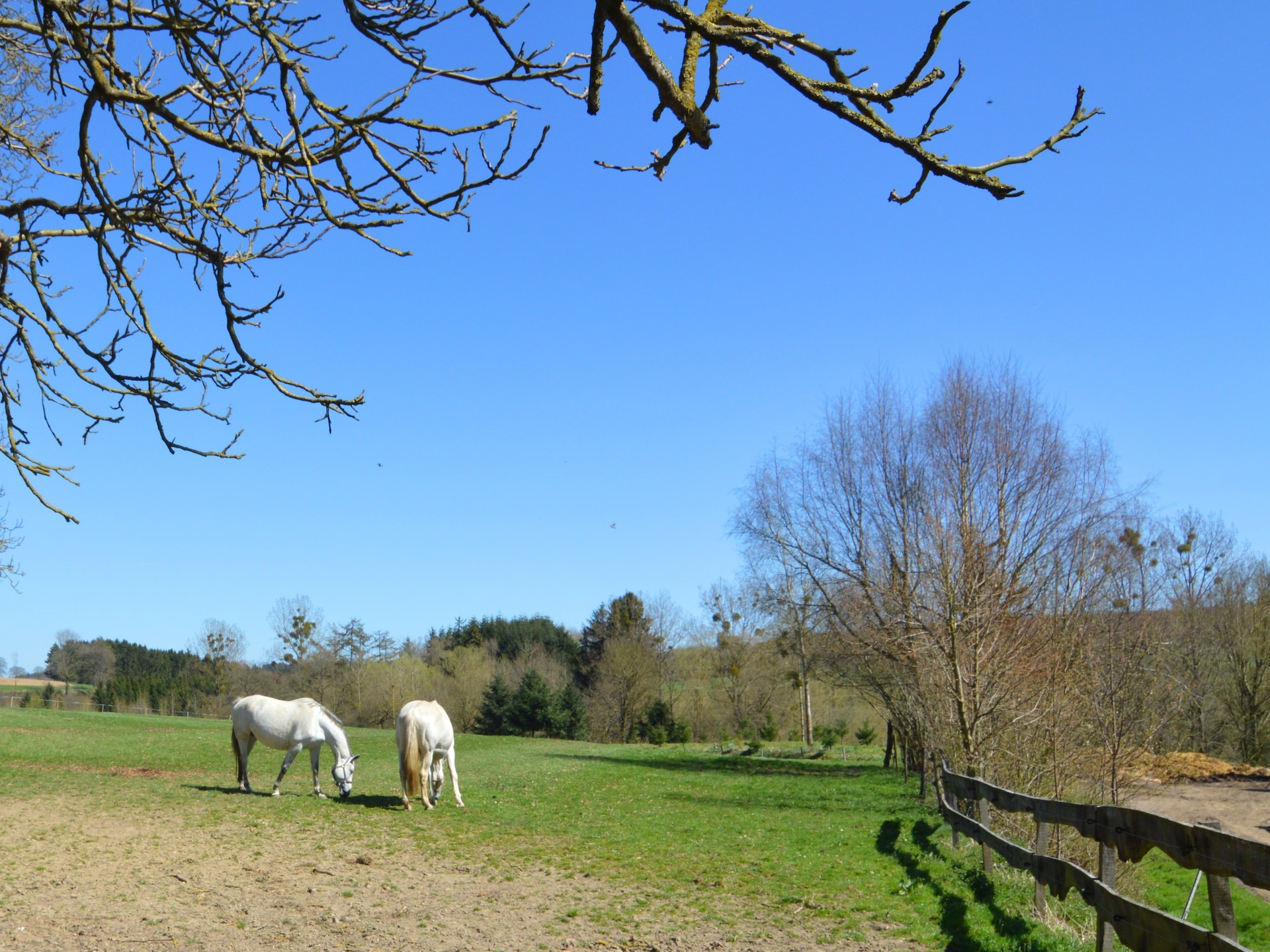 4-persoons landhuis in authentieke paardenfokkerij | Barvaux Condroz - foto 31