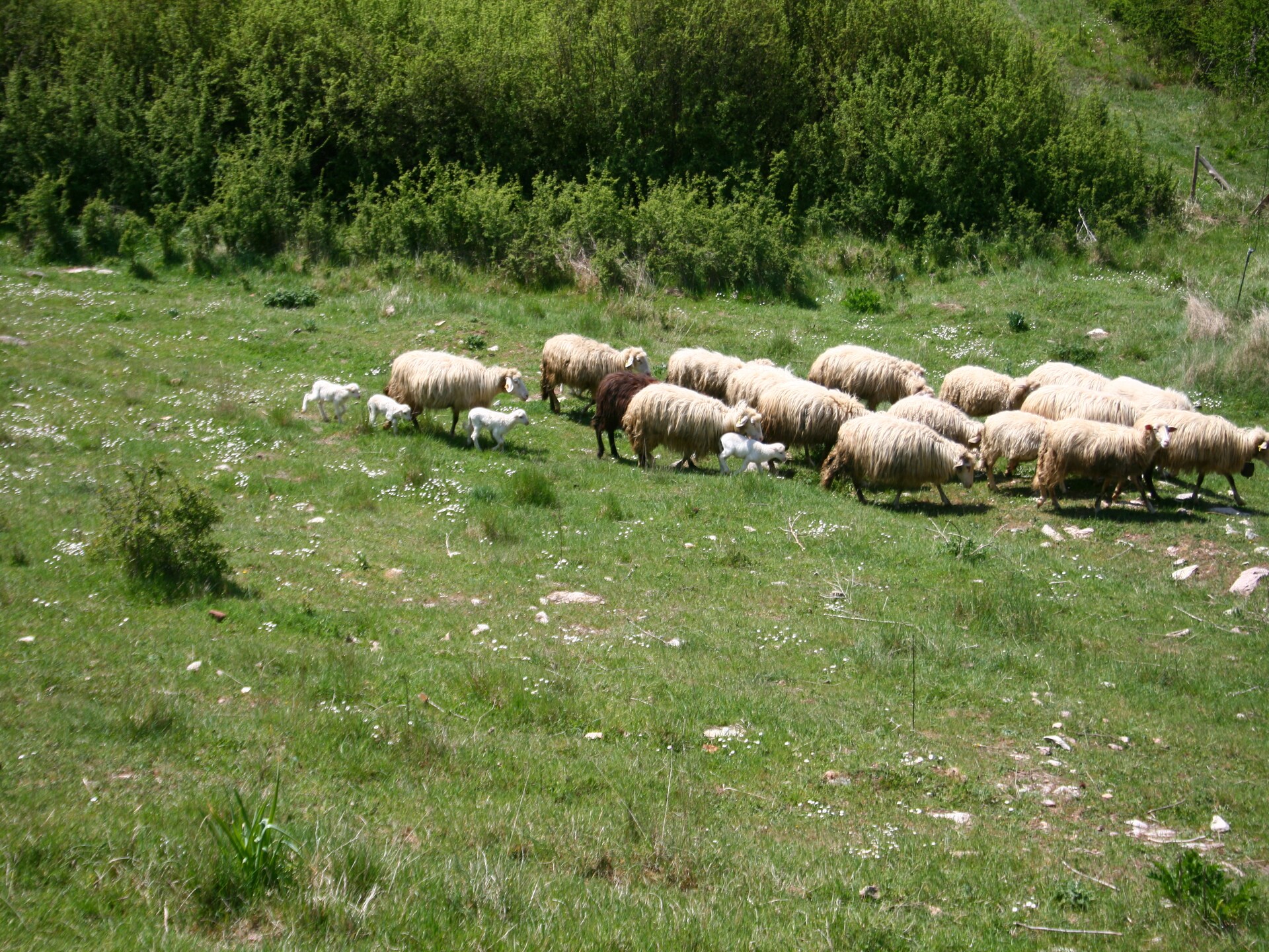 Rustieke boerderij voor 4 in de bossen bij Passignano sul Trasimeno - foto 34