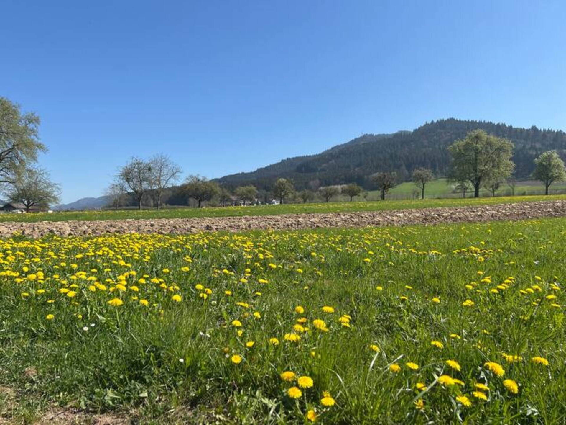 Knus appartement met panoramisch uitzicht in het Zwarte Woud - foto 40