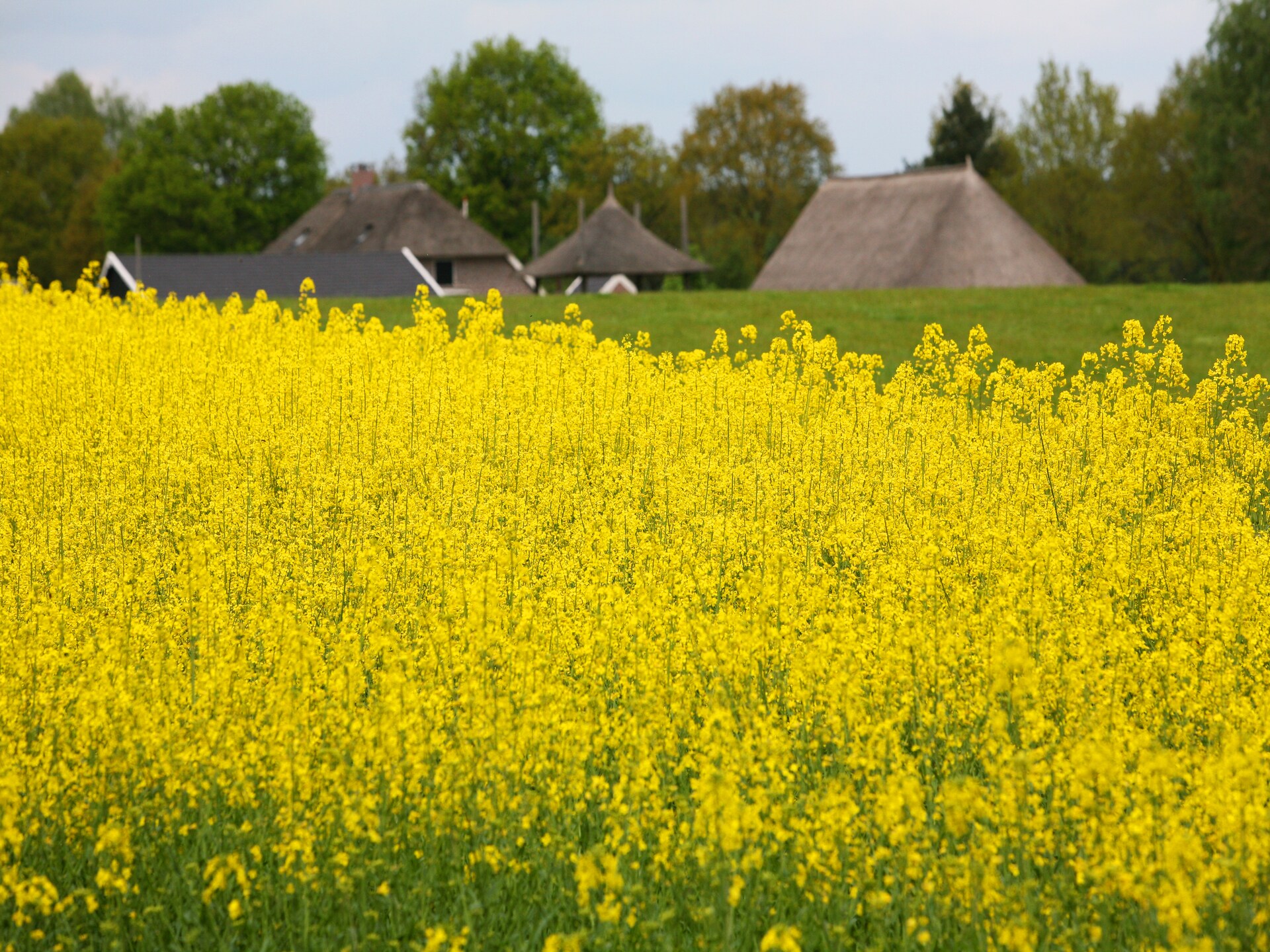Boshuis: sfeervol vakantiehuis met gashaard en omheinde tuin in Dalfsen - foto 36