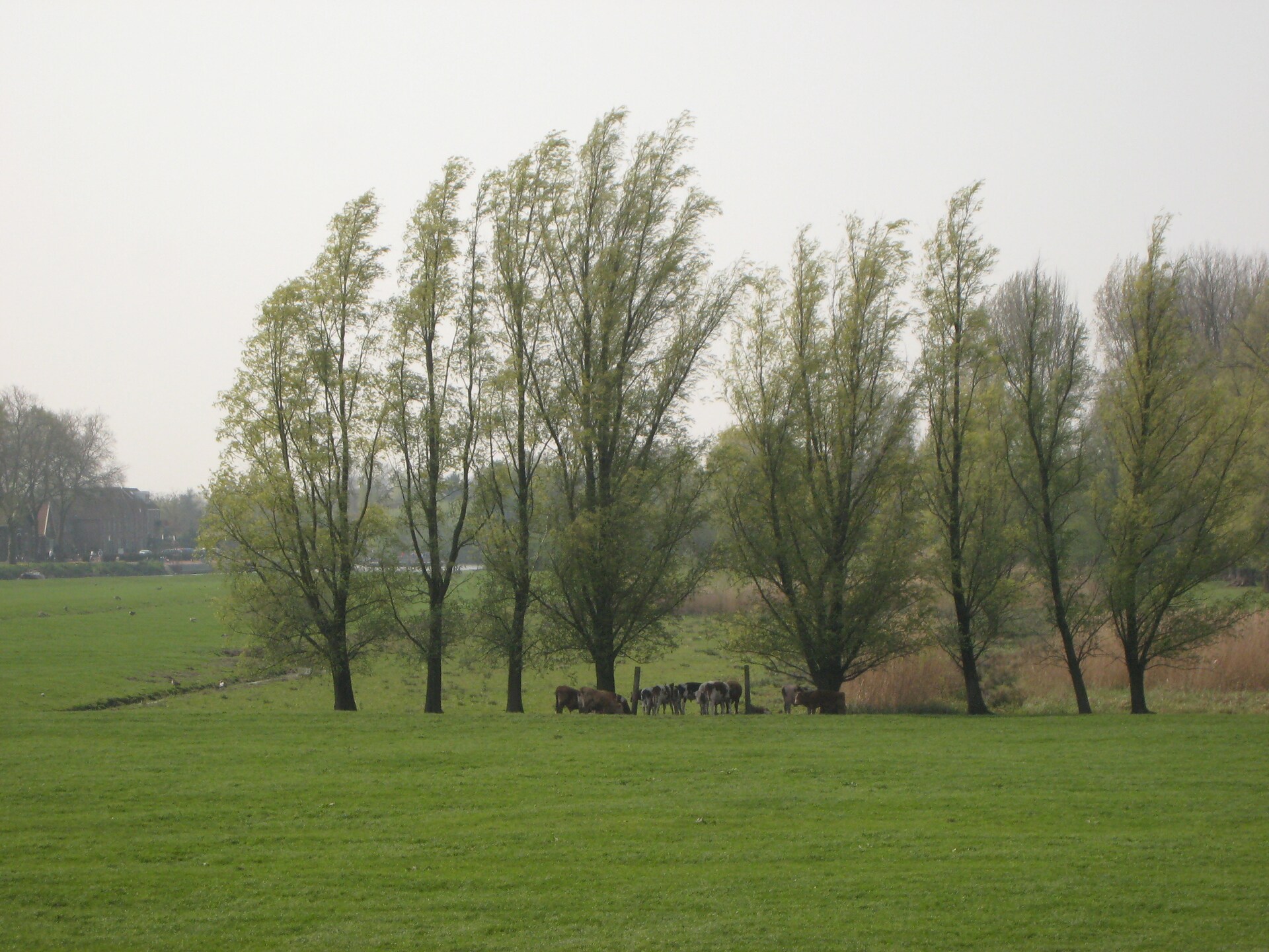 Landelijke boerderij Hoeve Hoogst Tevreden aan de Linge voor 12 personen - foto 35