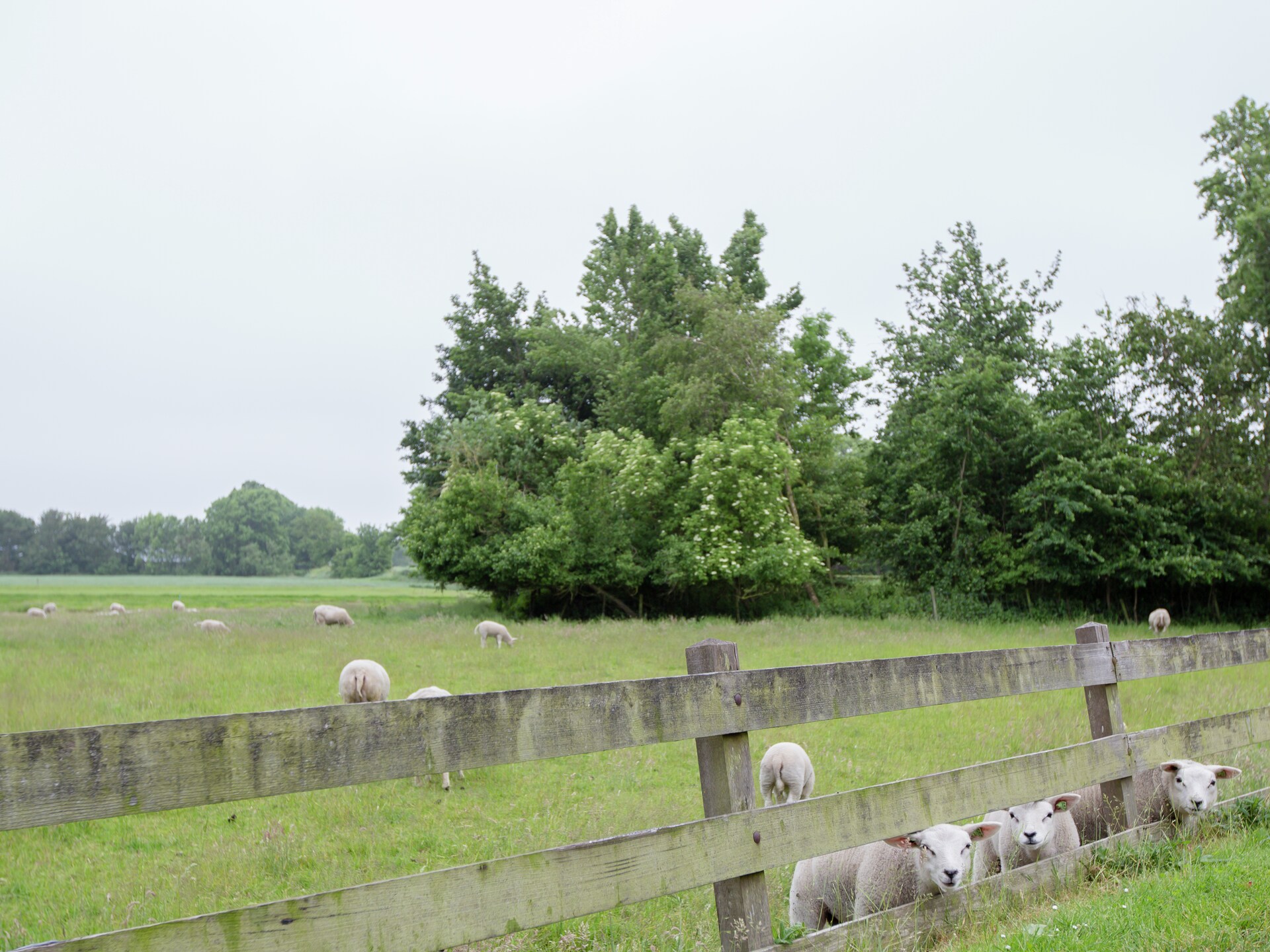 Authentieke stelpboerderij uit 1876 in Molkwerum, 500m van het IJsselmeer - foto 31