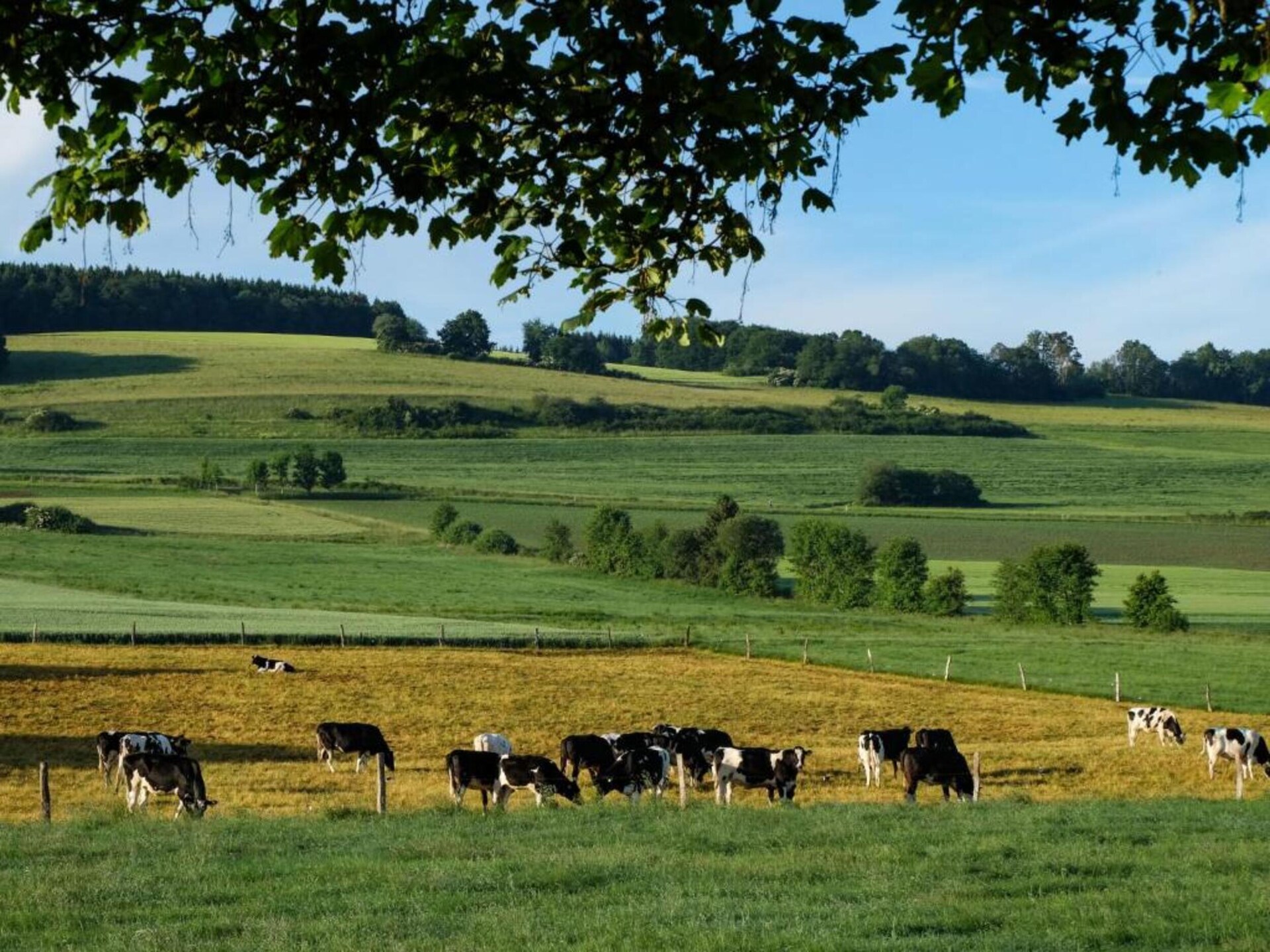 Vrijstaand chalet voor 6 personen op vakantiepark Reinskopf in de Eifel - foto 19