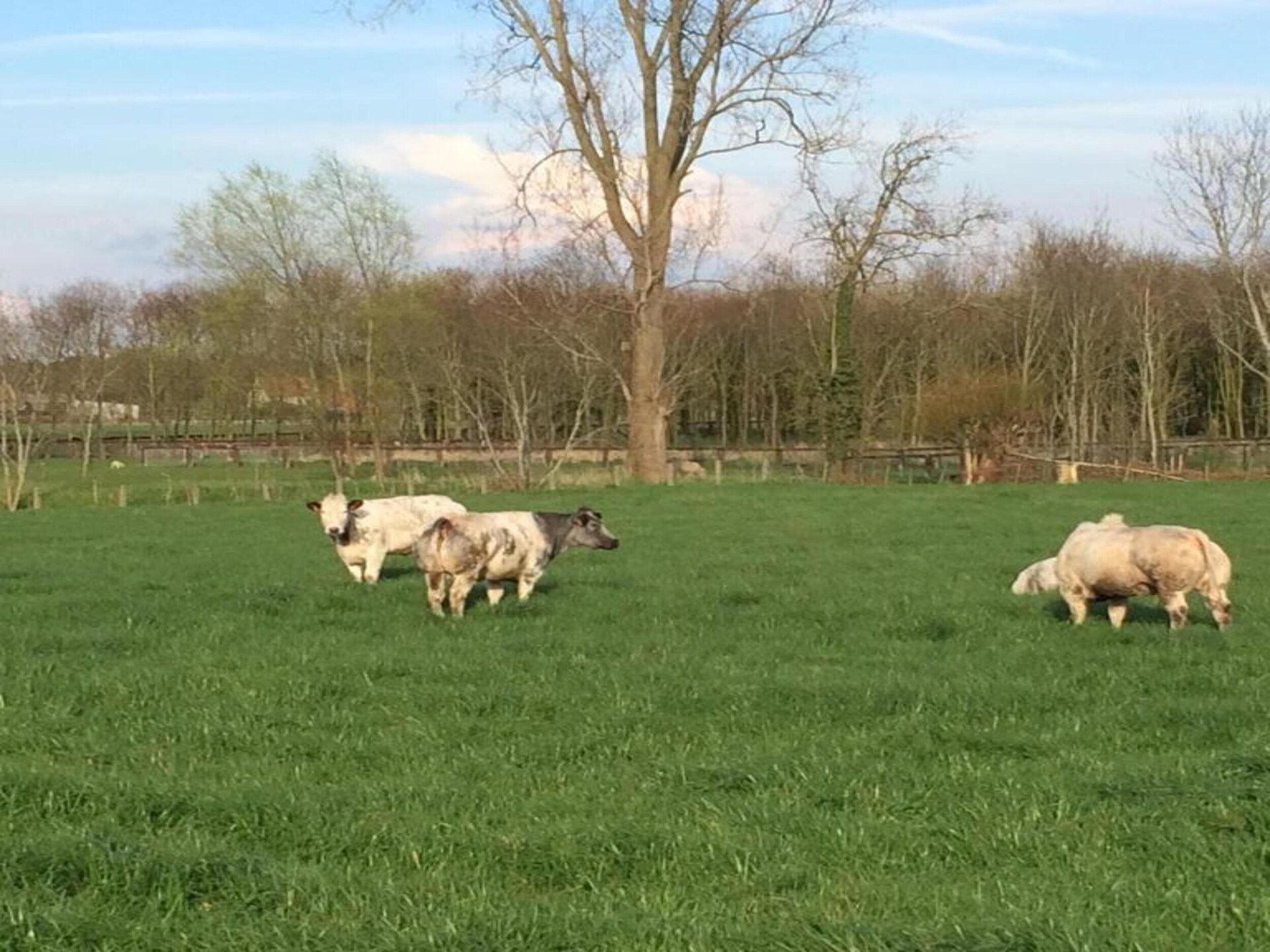 Op 1 km van het centrum: knus 2-persoons vakantiehuis in Zedelgem - foto 20