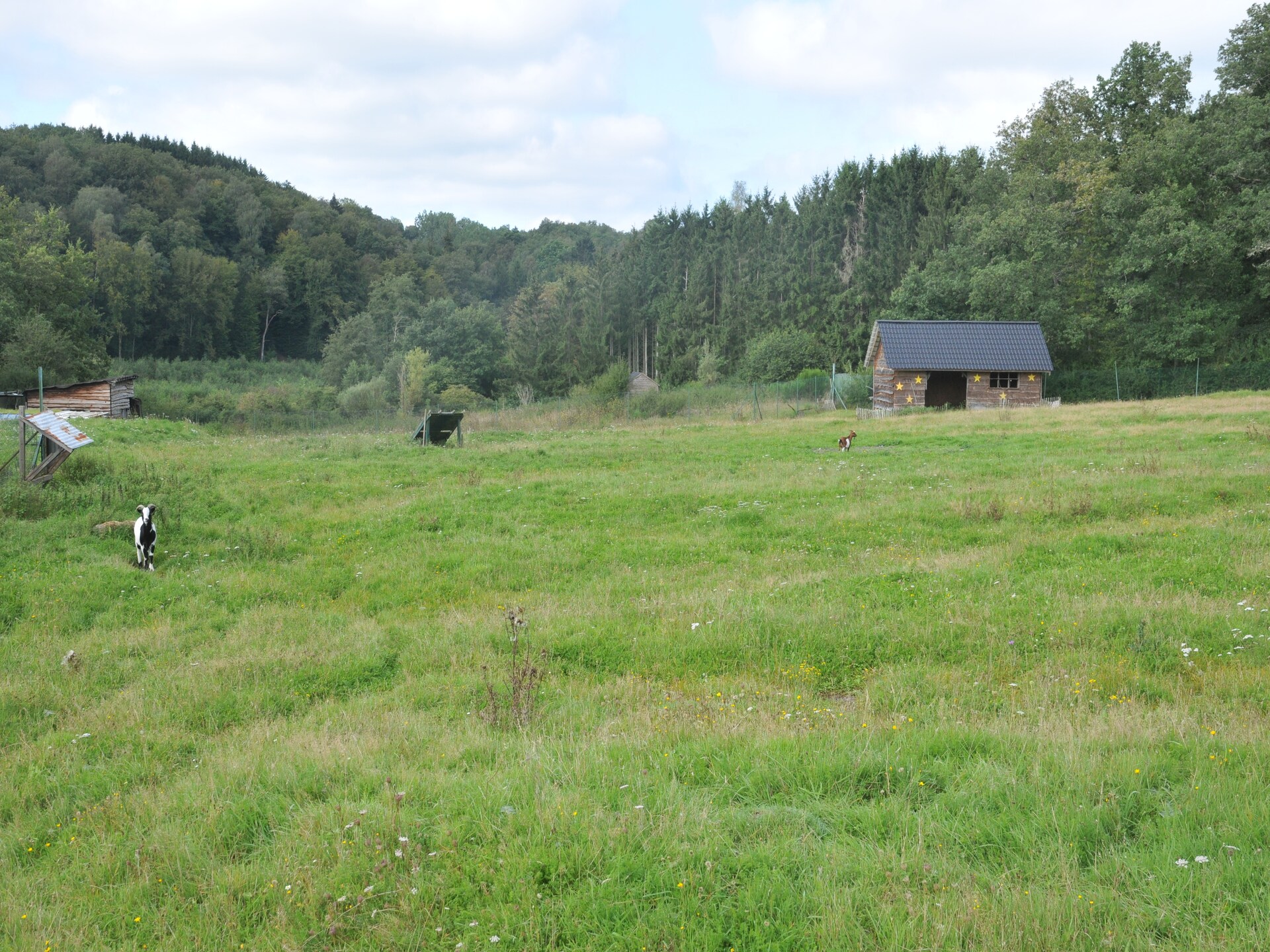 Boschalet Heure: 6-persoons Ardennen met hond - foto 23