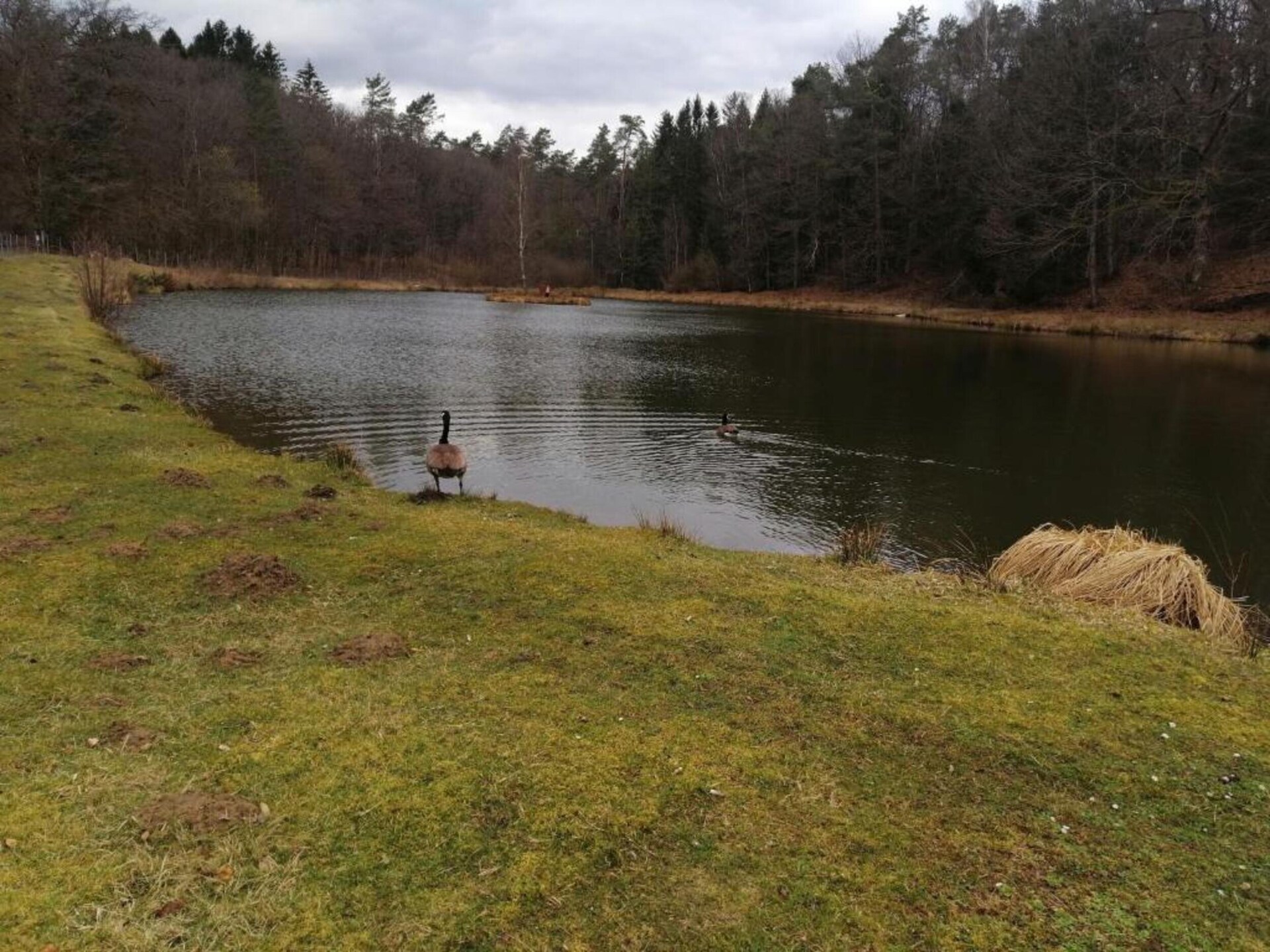 Boschalet Heure: 6-persoons Ardennen met hond - foto 37