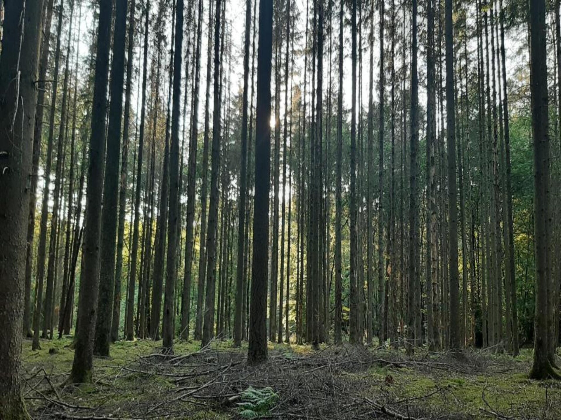 Boschalet Heure: 6-persoons Ardennen met hond - foto 34