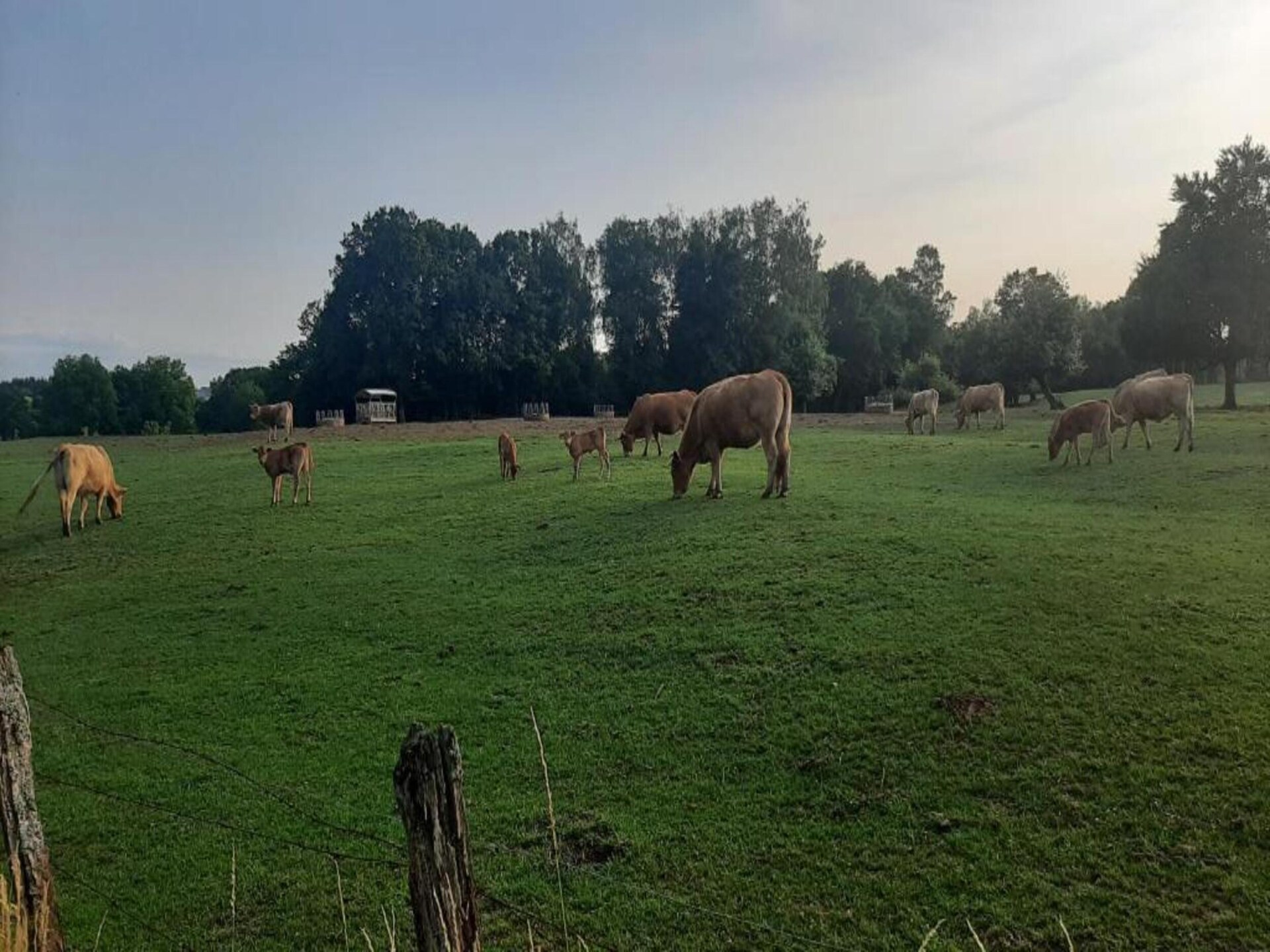 Boschalet Heure: 6-persoons Ardennen met hond - foto 40