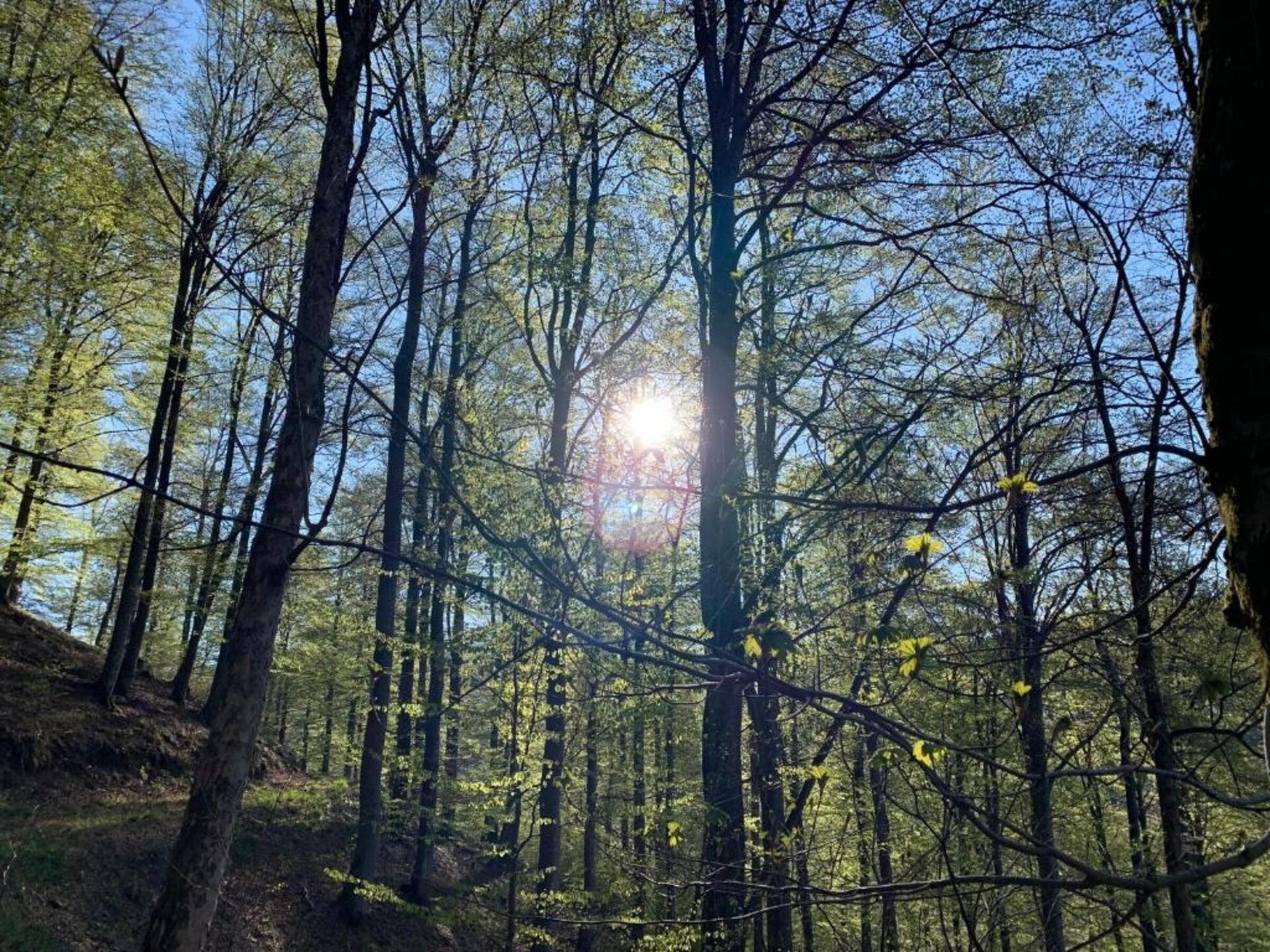 Ruim 16-persoons groepsverblijf in Medebach, direct aan het bos - foto 37