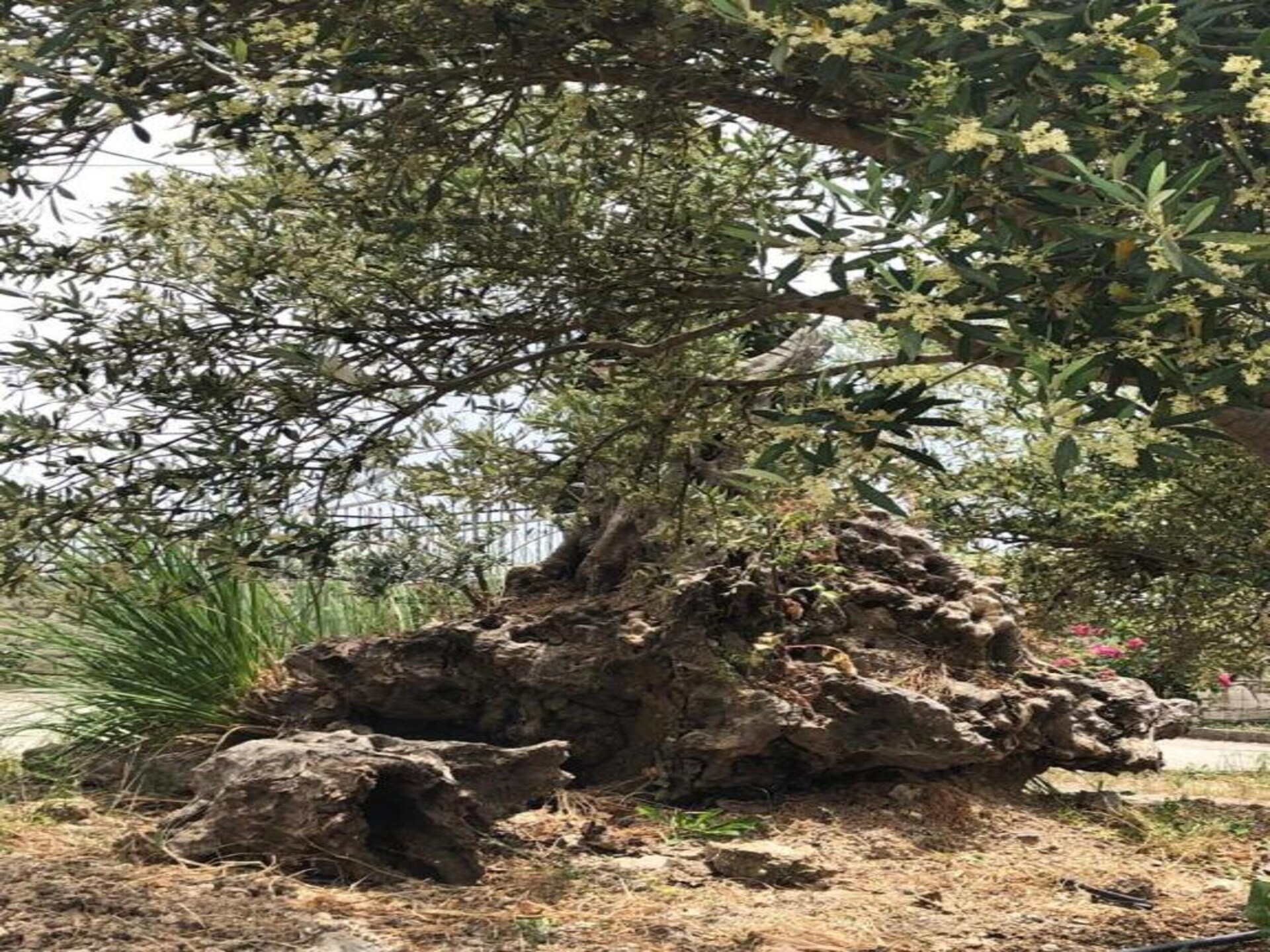 Villa Olga: authentieke rust met privézwembad in hartje Kreta - foto 26