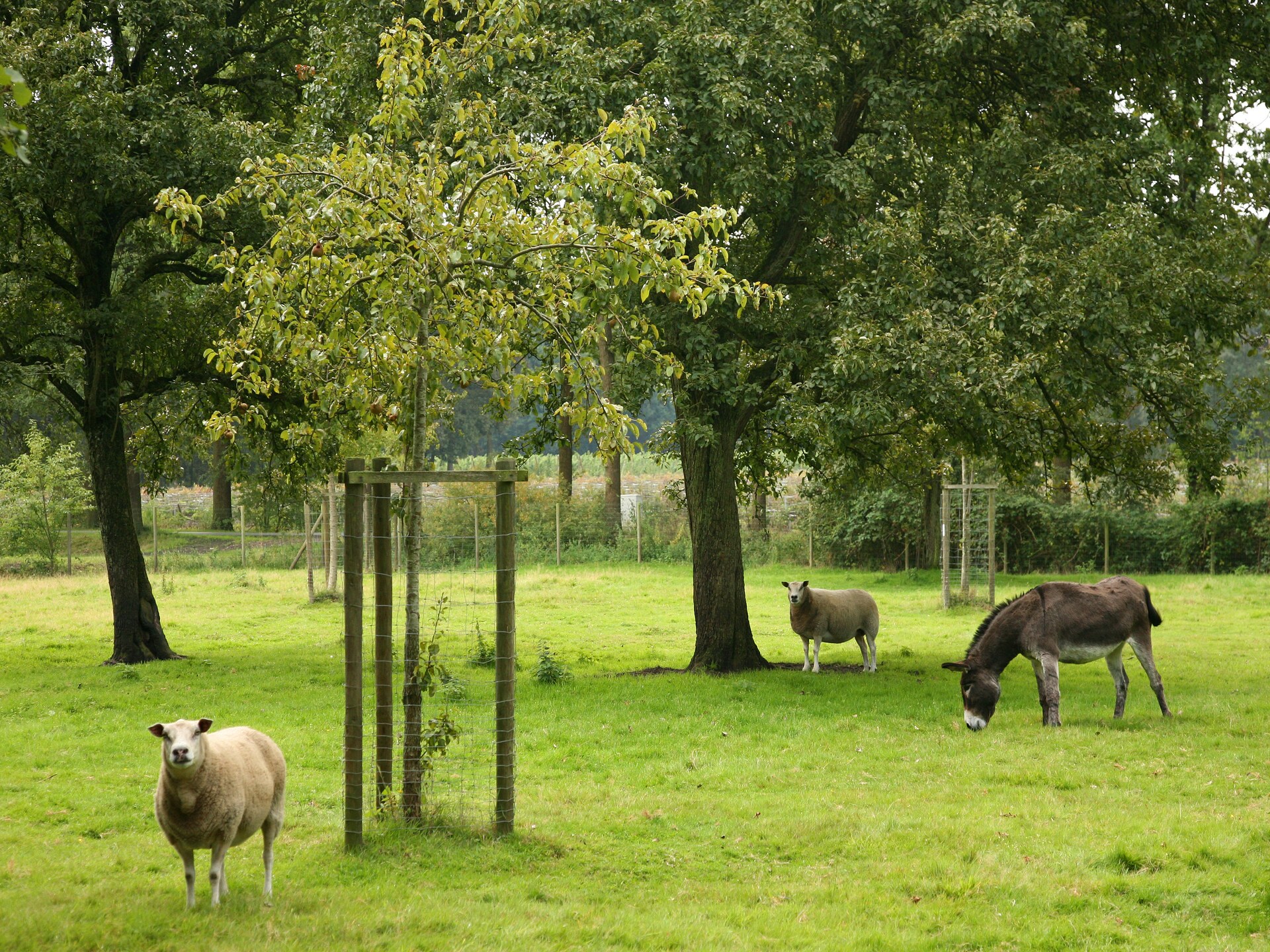Authentieke boerderij voor 18 personen met zwembad en sauna in Beernem - foto 39