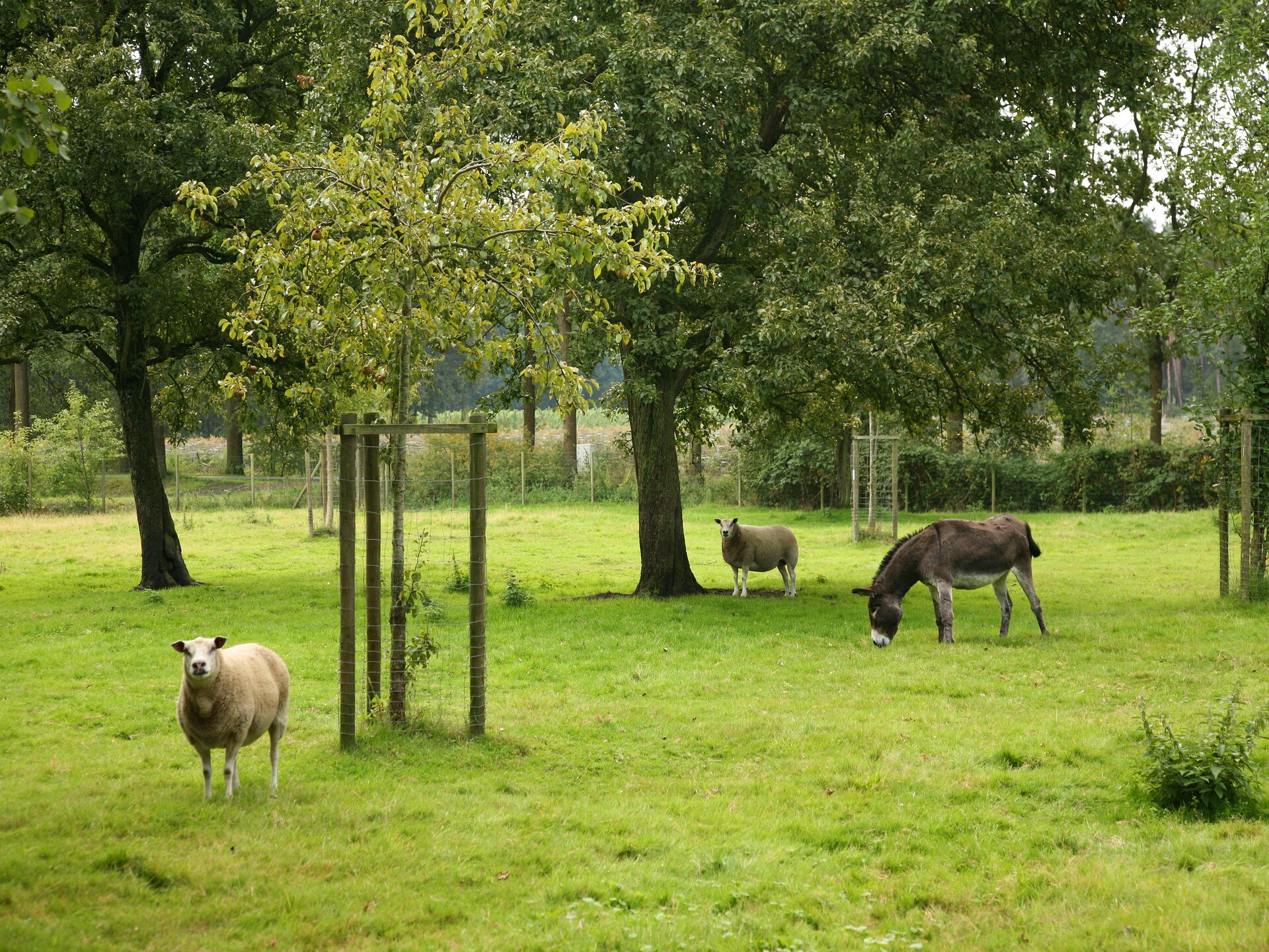12-persoons boerderij met zwembad en sauna in Beernem - foto 36