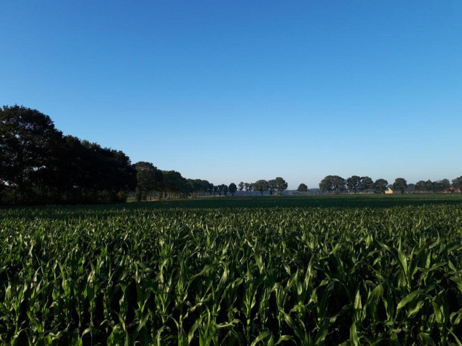 Vrijstaand vakantiehuis op rustig park in Dalfsen, honden welkom - foto 29