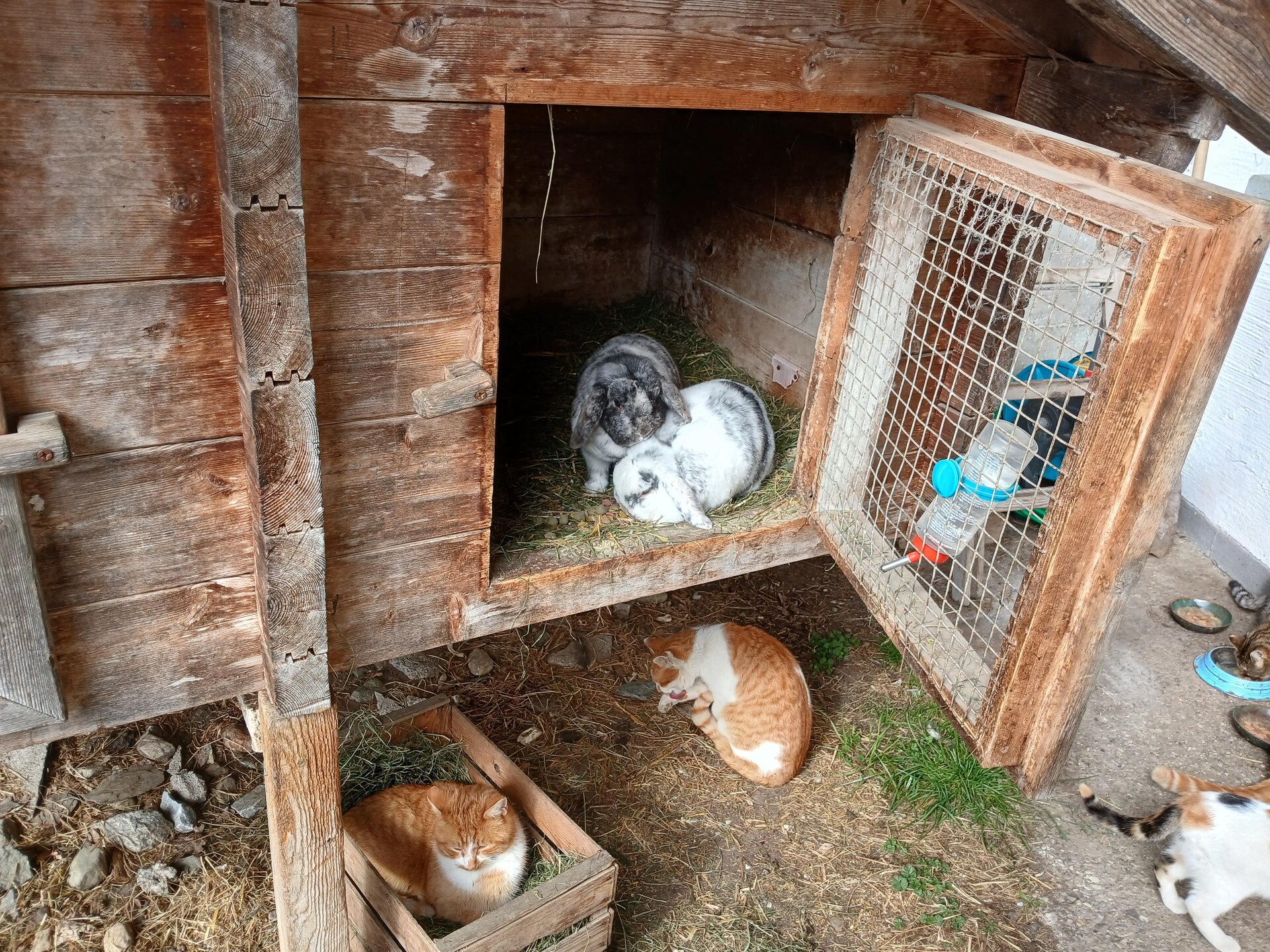 Spielbichl: Gezellig boerderijappartement met sauna en dieren in Salzburgerland - foto 40