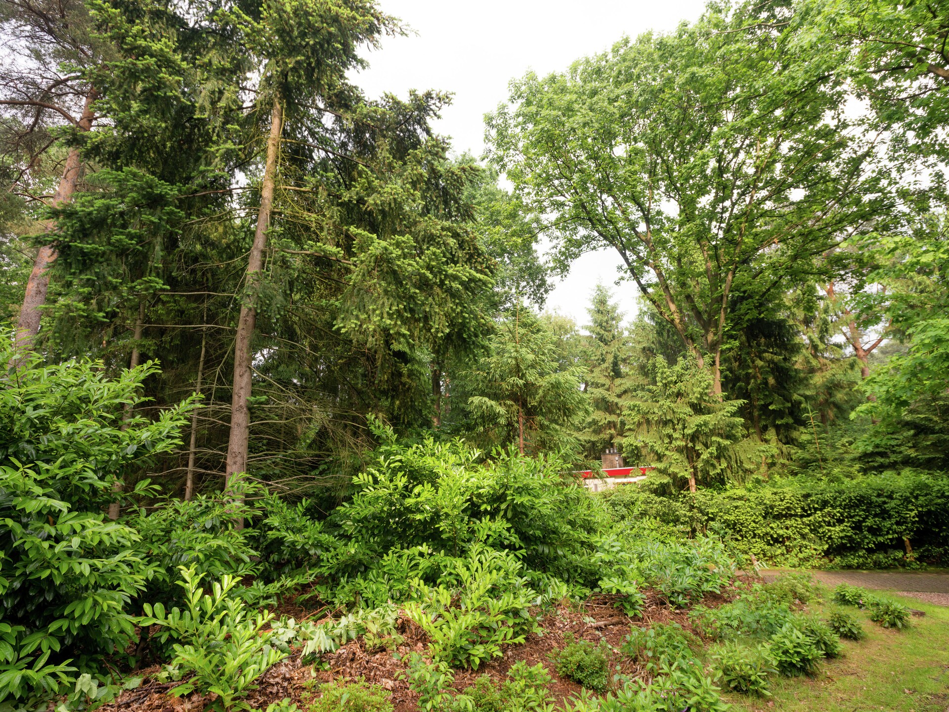 Bunderbos: Knus vakantiehuis in het bos bij Ommen, 4 pers. - foto 25