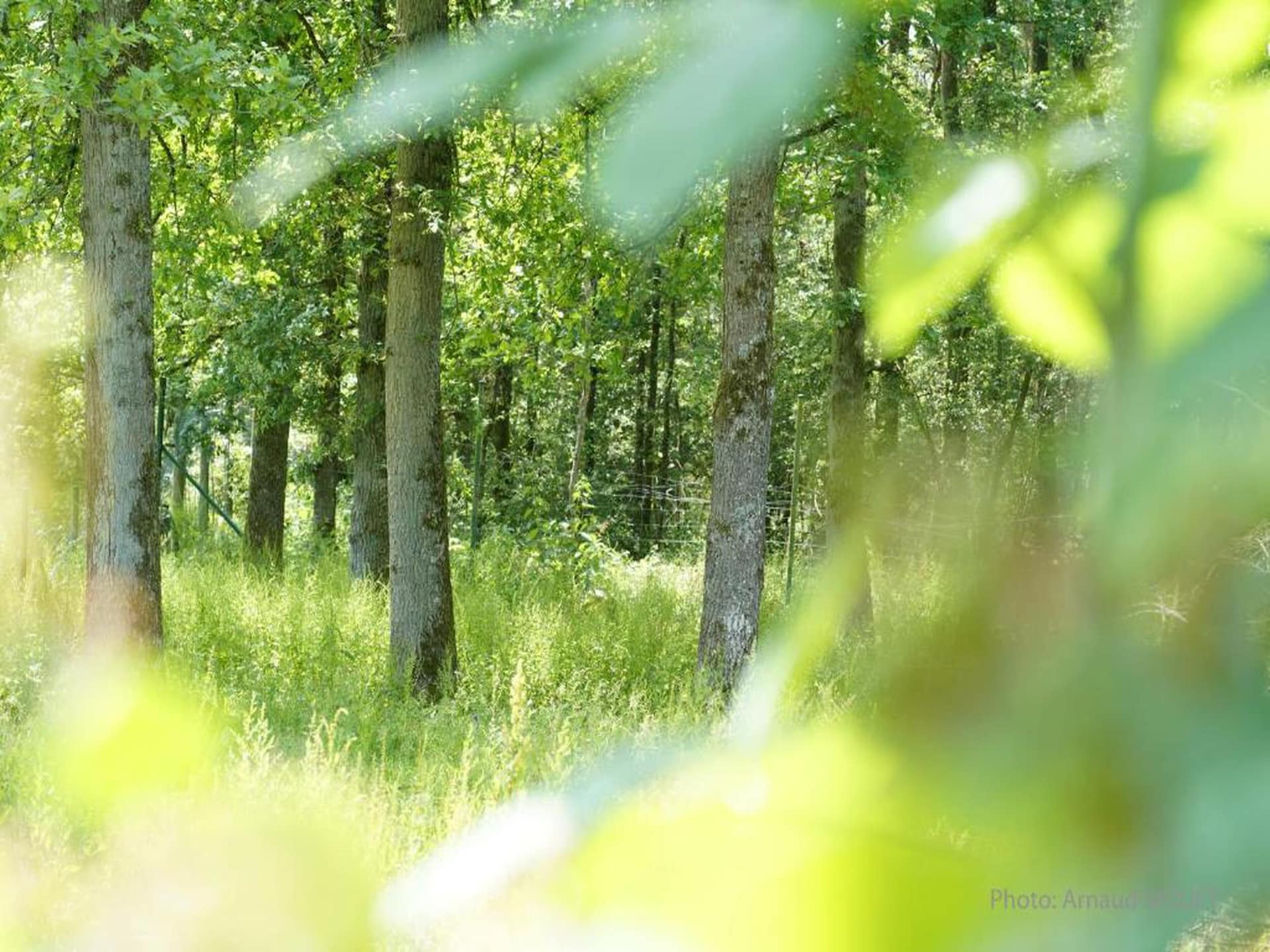 Vakantiehuis Arbre Dressé in Somme-Leuze met jacuzzi en tuin - foto 38