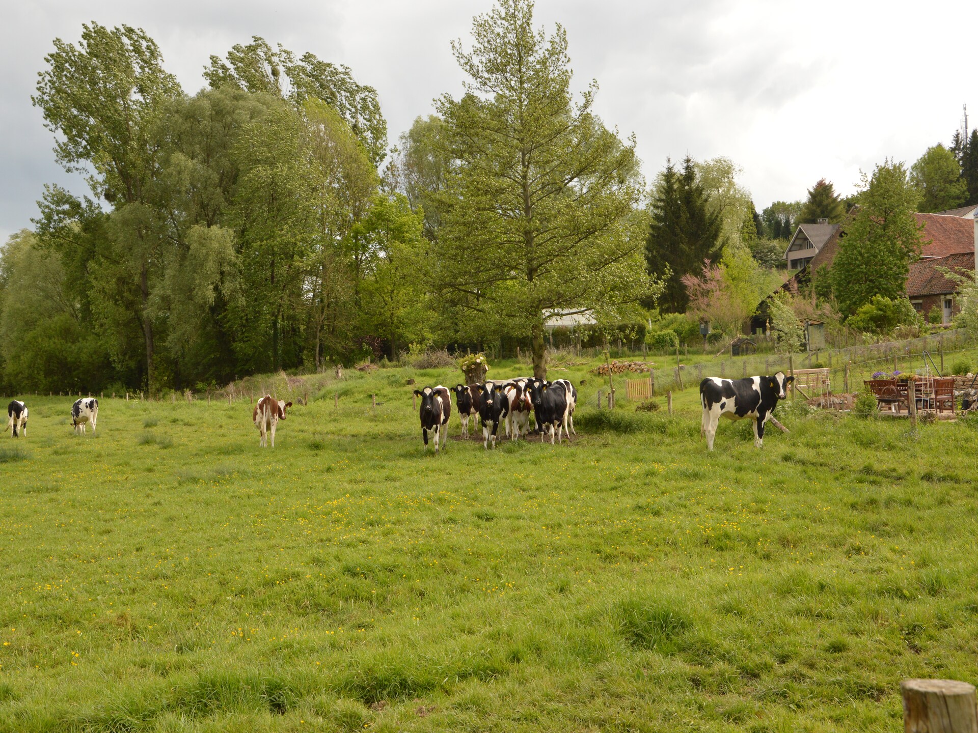 Hoeve A Gen Water: landelijk genieten in Slenaken met hond - foto 28