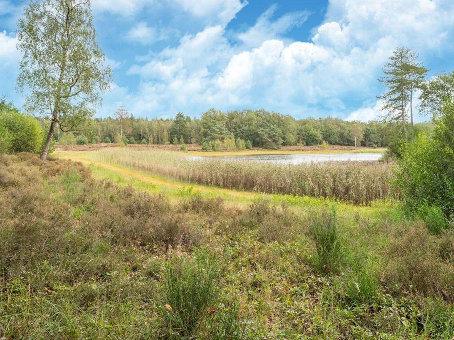 Luxe boshuis voor 6 personen in Vakantiepark Horsetellerie 4, Hardenberg - foto 30