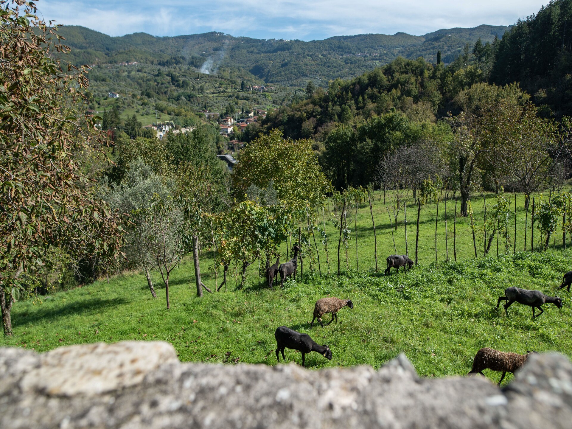 Rustiek appartement in bosrijke oase met zwembad bij Casola in Lunigiana - foto 33
